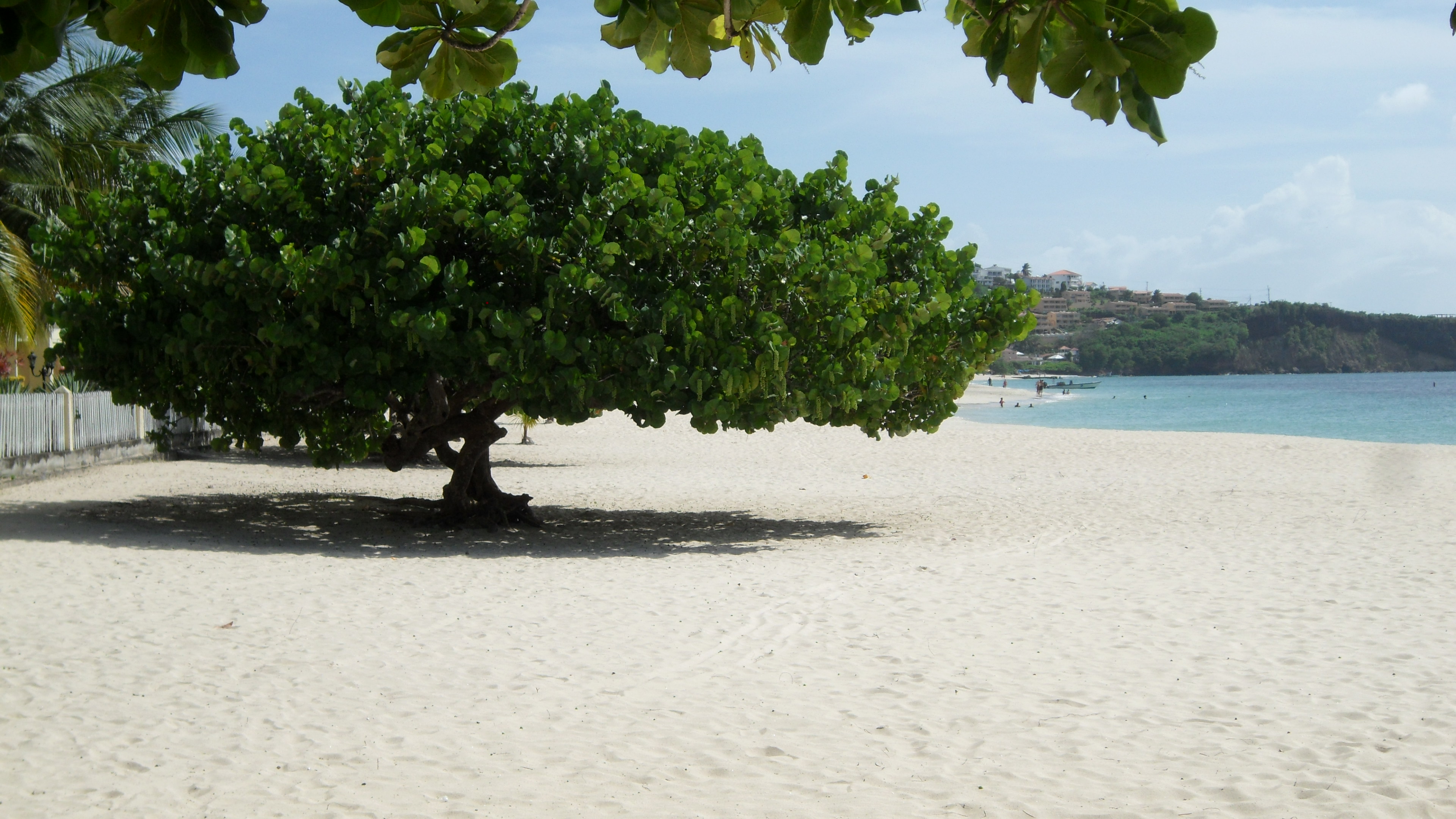 Advisor - Janine le Sueur