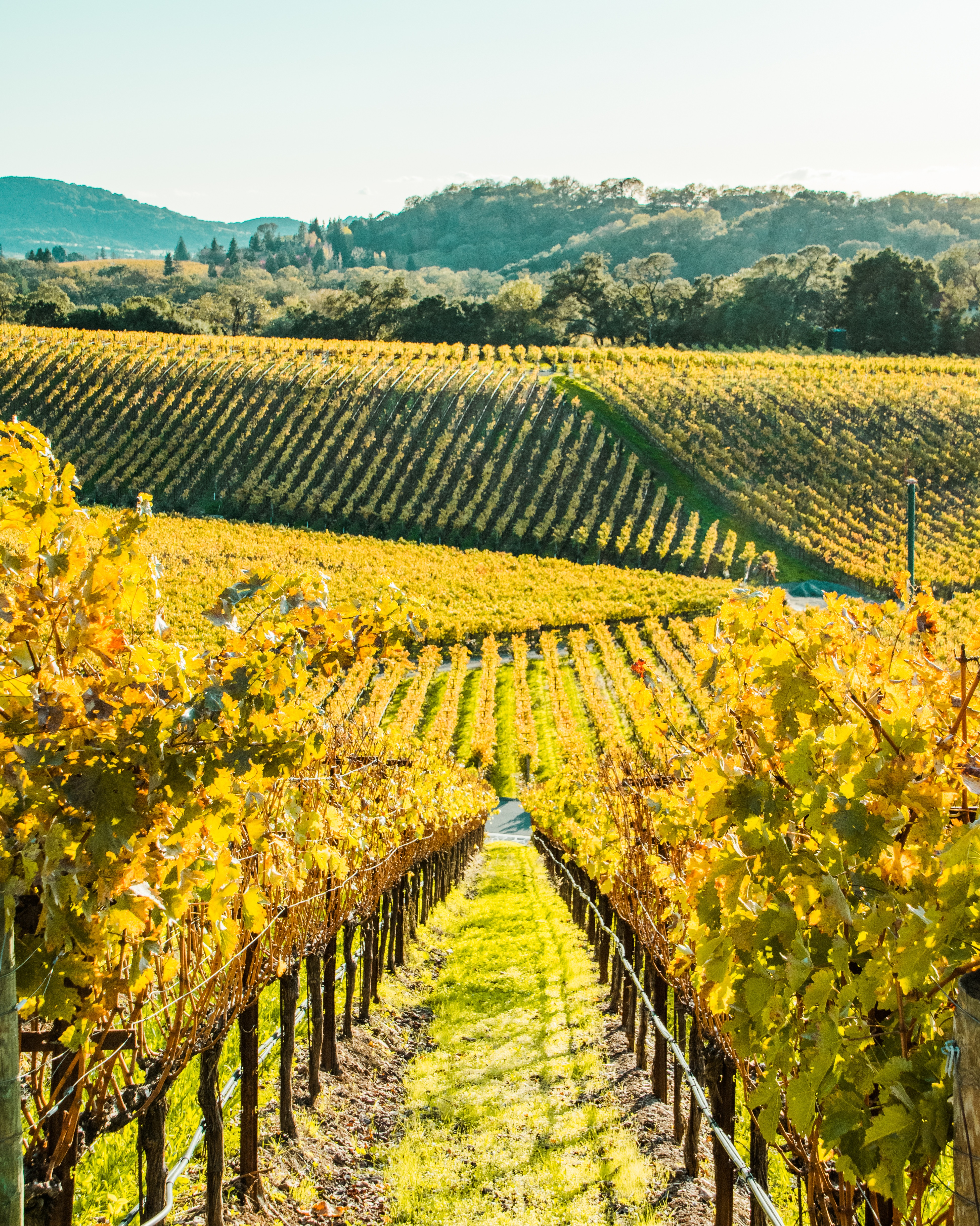 Curated visual reference: Wine Country Getaway Vacation Rentals Reference: Insider S Napa Valley A Guide To The Ultimate Wine