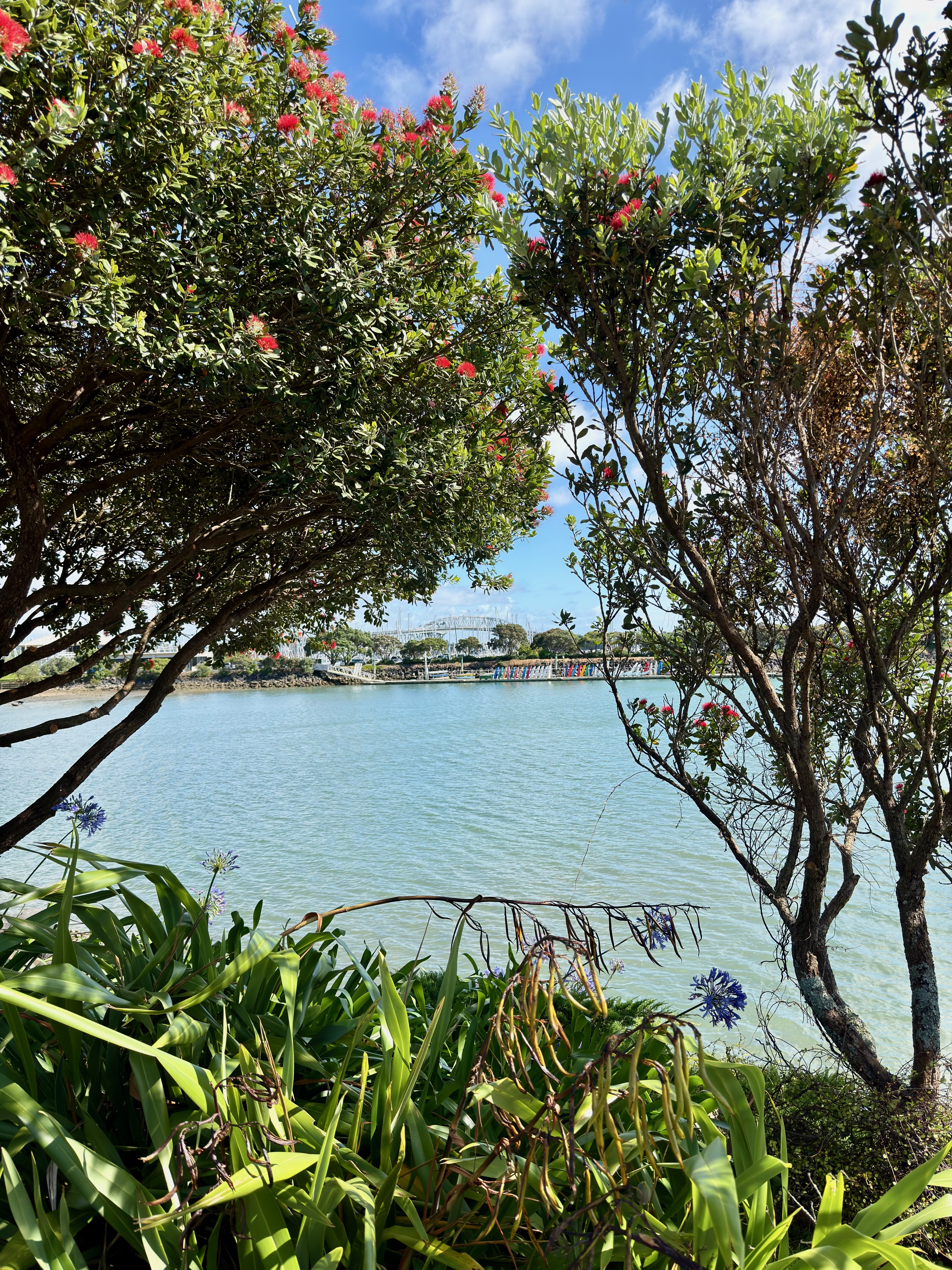 48 Hours in Auckland, New Zealand - Fora Travel