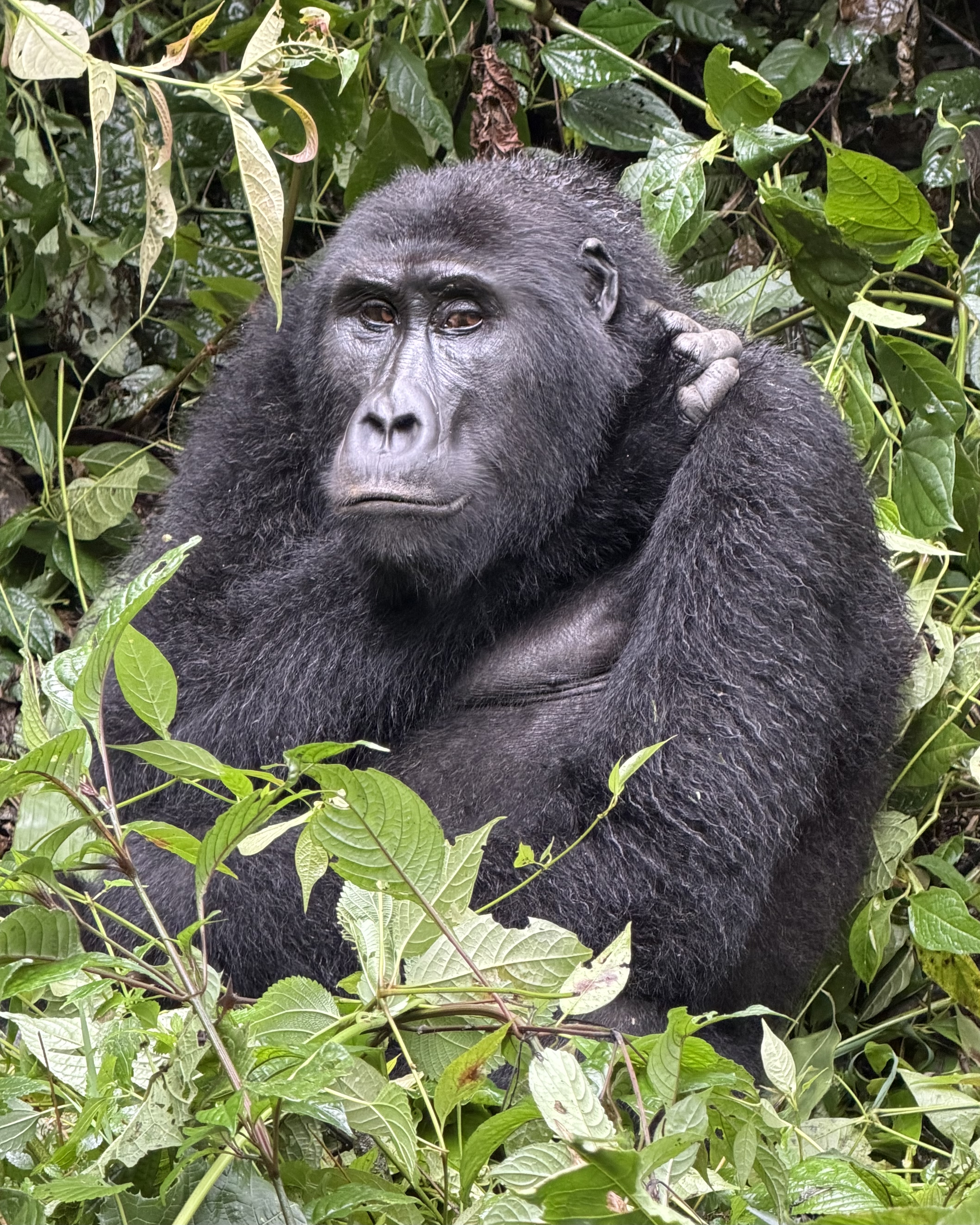 A Week Gorilla & Chimp Trekking Through the Impenetrable Forests of ...