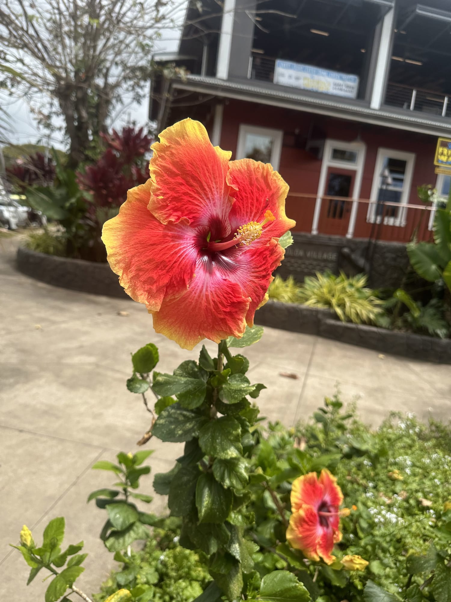 Advisor - The Garden Isle of Kauai