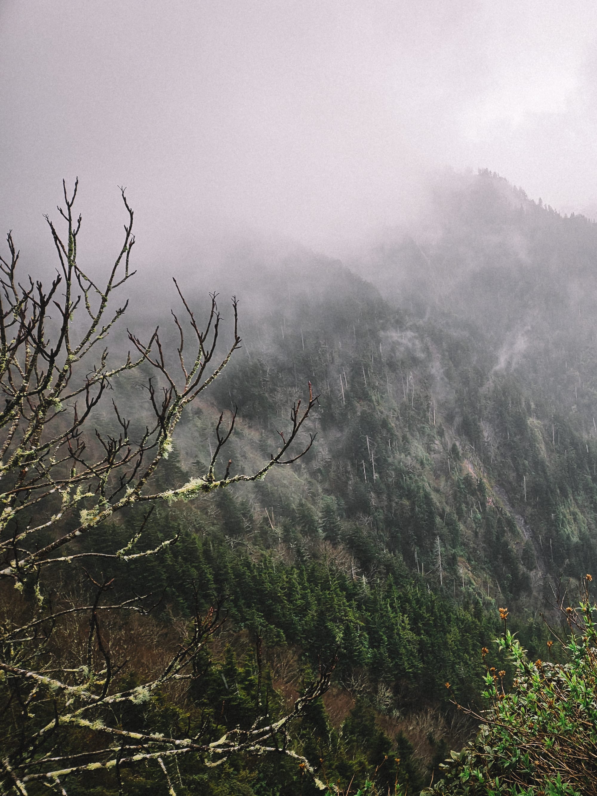 Advisor - Exploring the Peaks: Your Guide to the Smoky Mountains and Blue Ridge Parkway