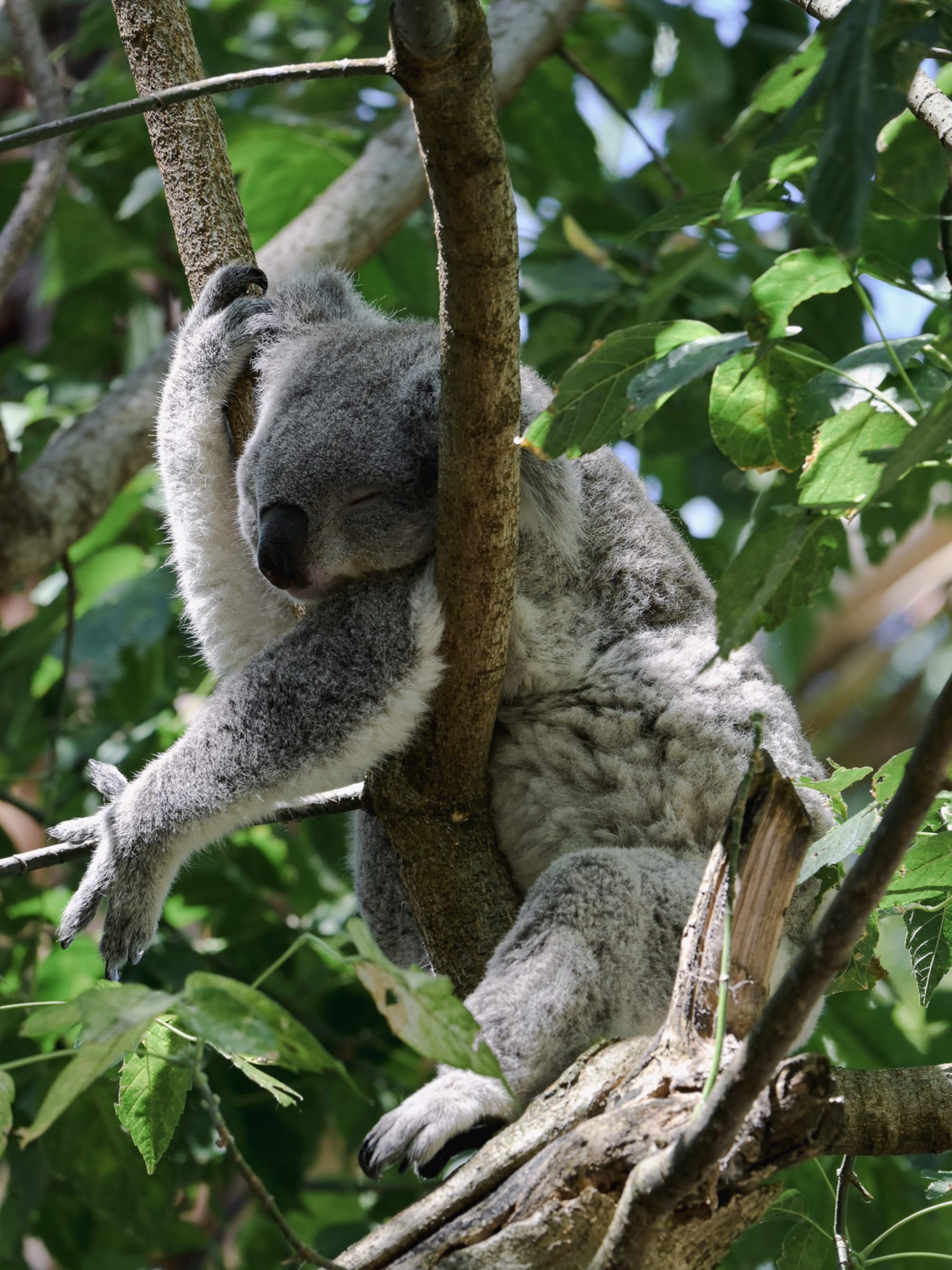 Advisor - How to Plan Your First Trip to Australia