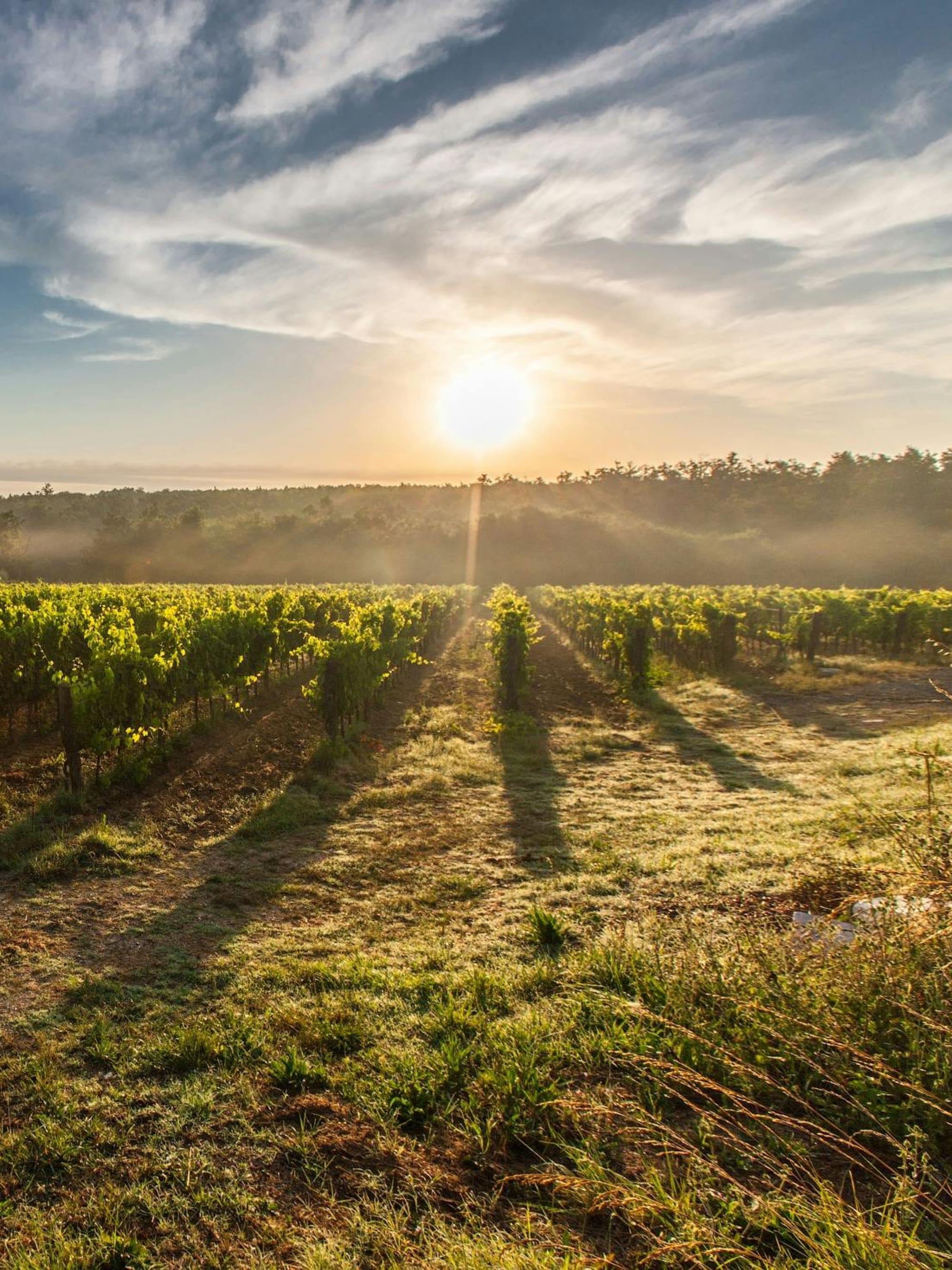 Advisor - 5 Days in Napa Valley: A Luxurious Wine Country Escape