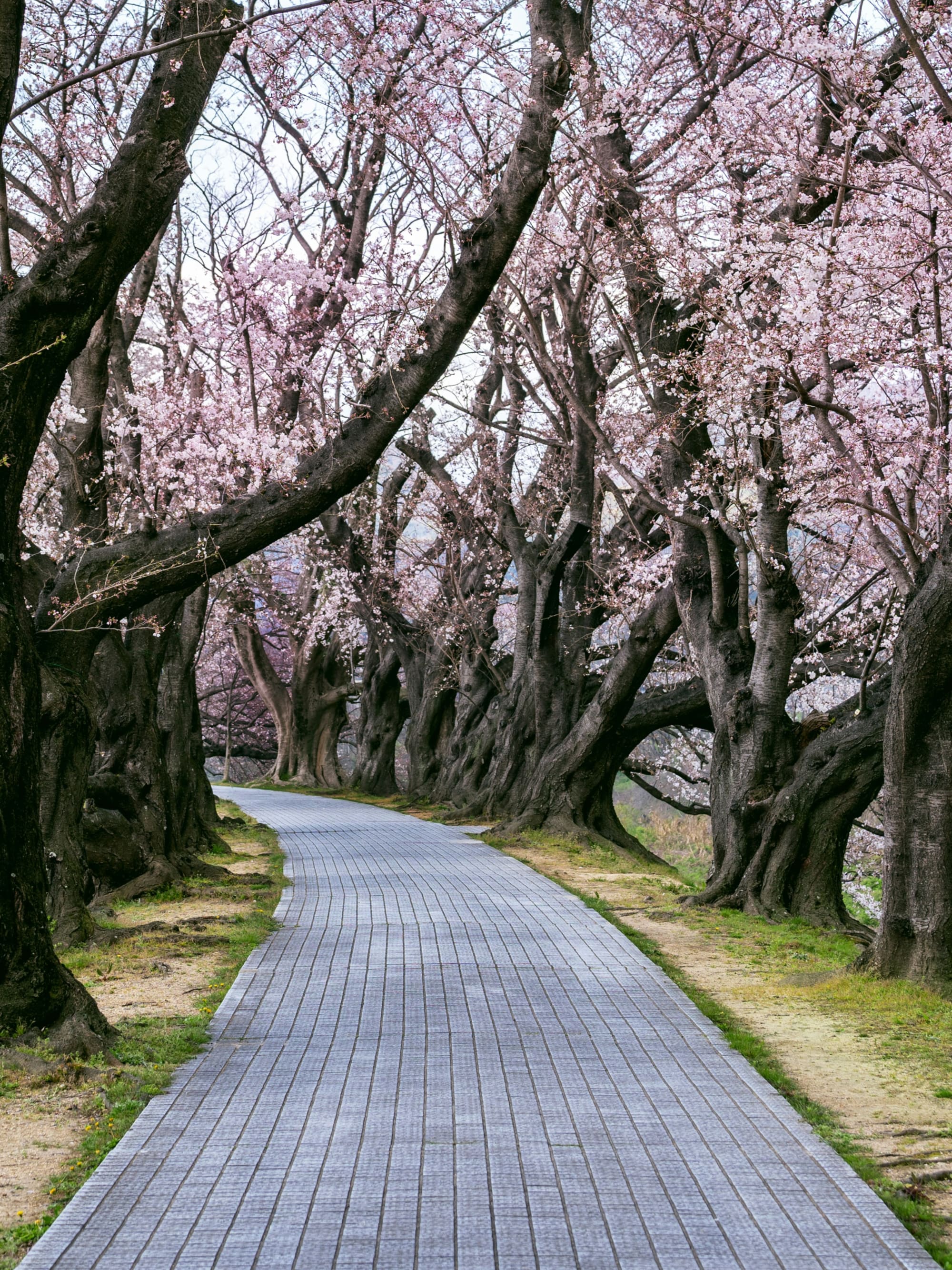 Advisor - Catch Japan’s Last Cherry Blossoms: A Five Day Hokkaido Adventure