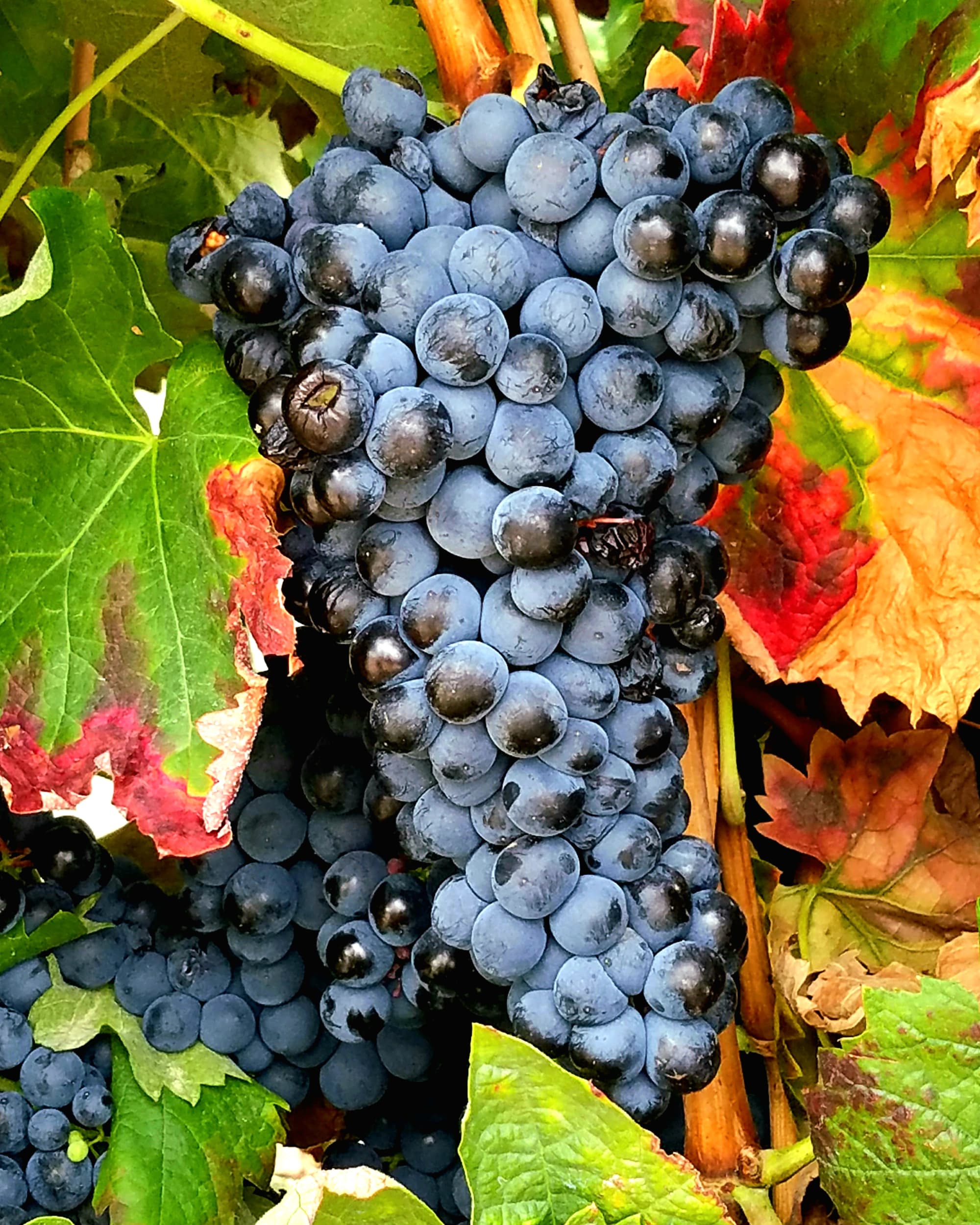 Advisor - Wandering Through Rioja: Spain's Wine Wonderland