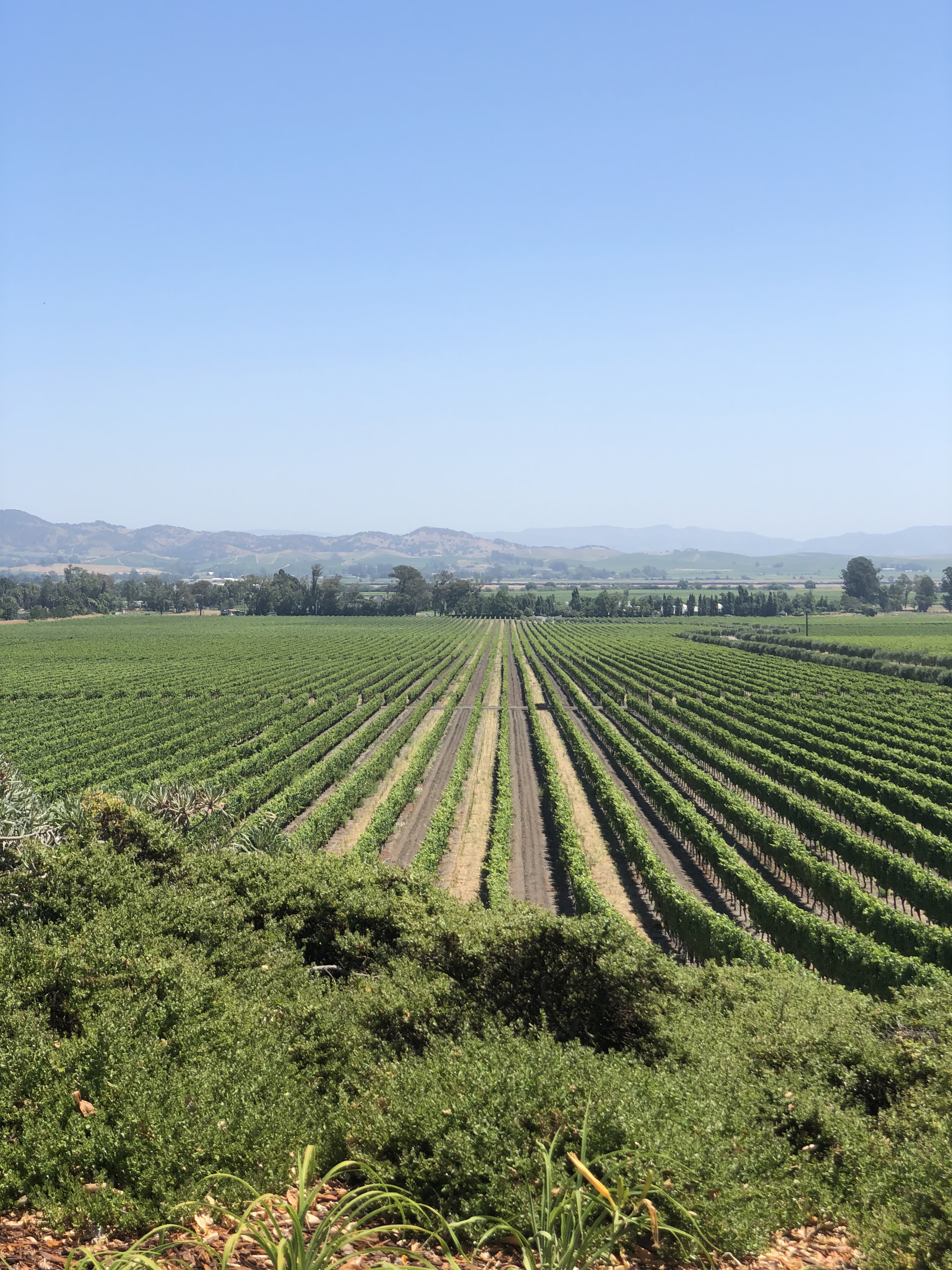 Top Sonoma Hotels for Your Perfect Wine Country Getaway