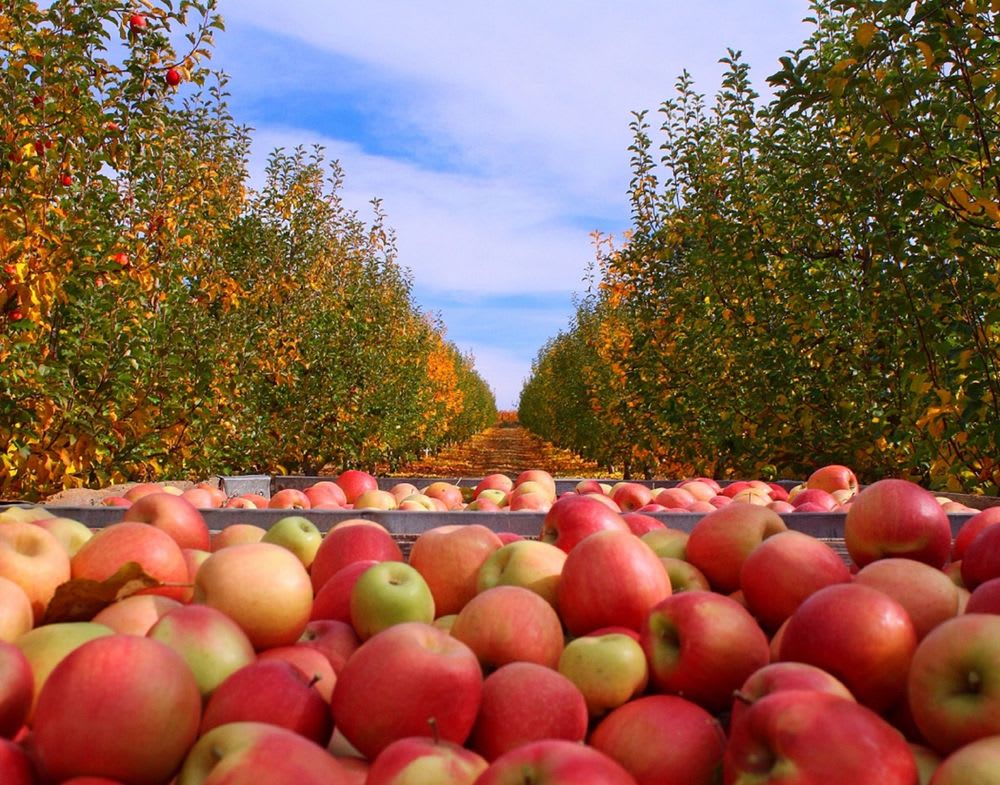 Sampling the Sierra Foothills: Apple Hill, El Dorado County’s Gold Country