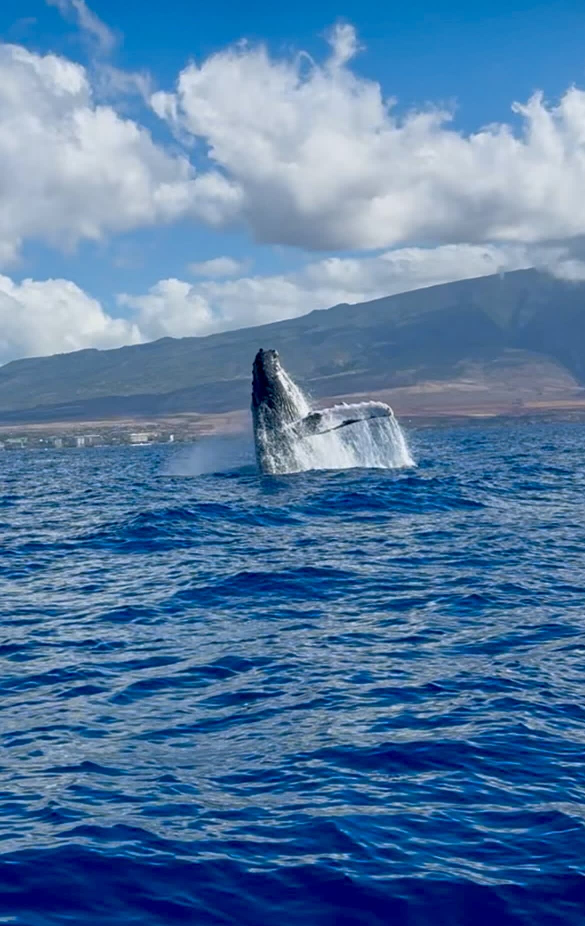 Advisor - Lahaina Strong: Relax & Explore in Kaanapali, Maui