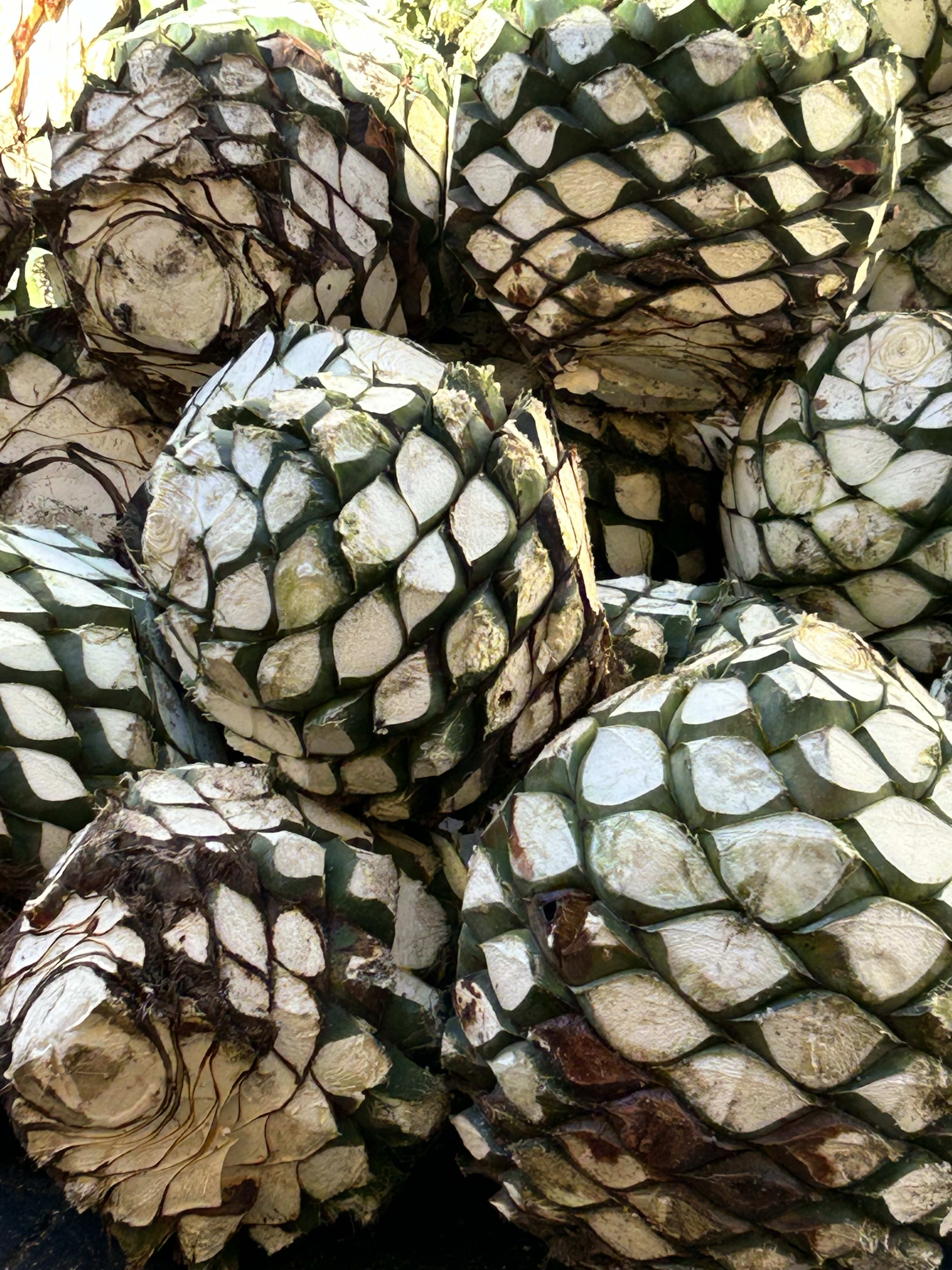 Advisor - Discovering the Soul of Tequila: A Journey Through Jalisco's Distilleries
