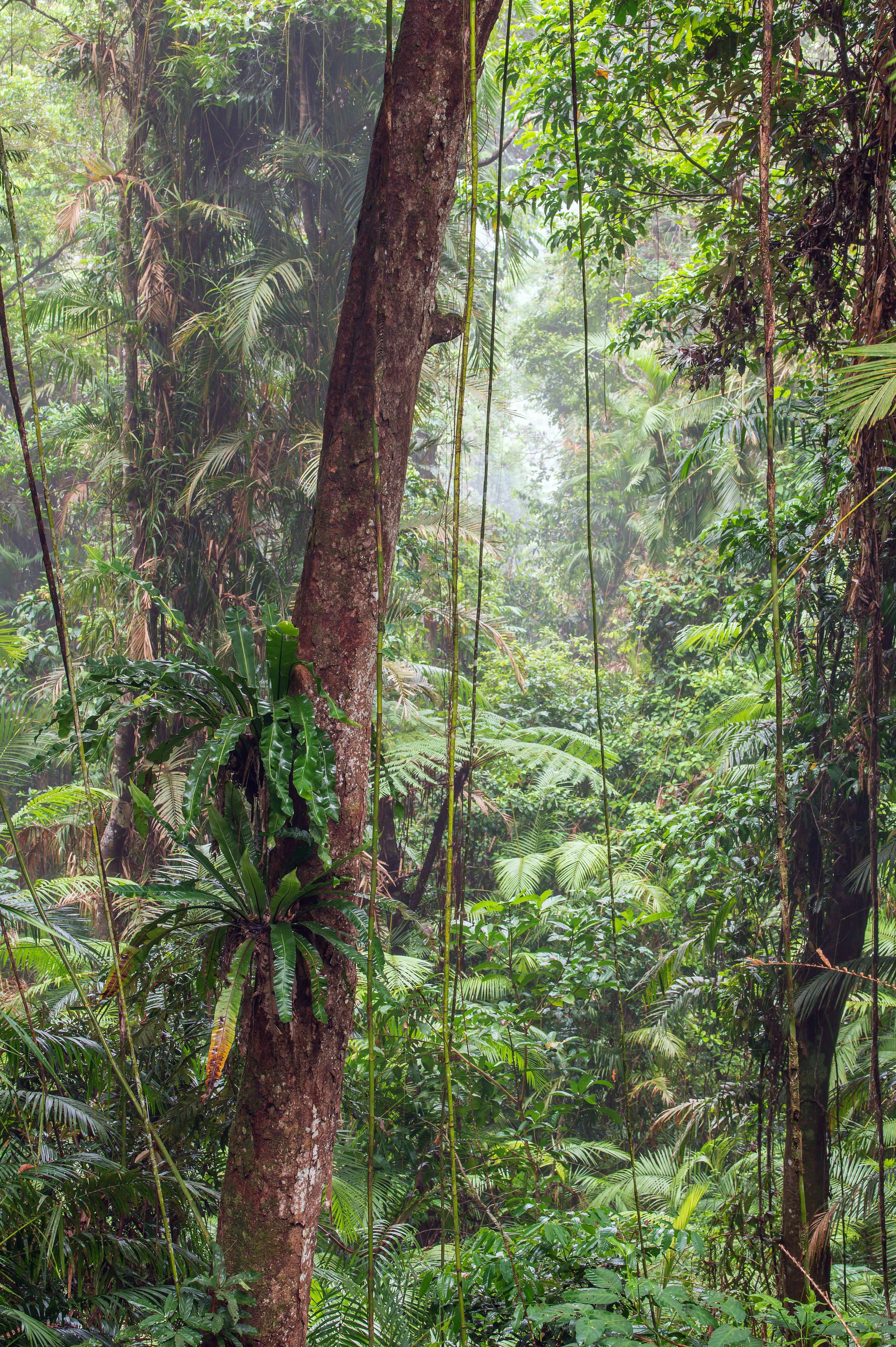 Advisor - One Week in Cairns, Australia: Australia Series Part 1