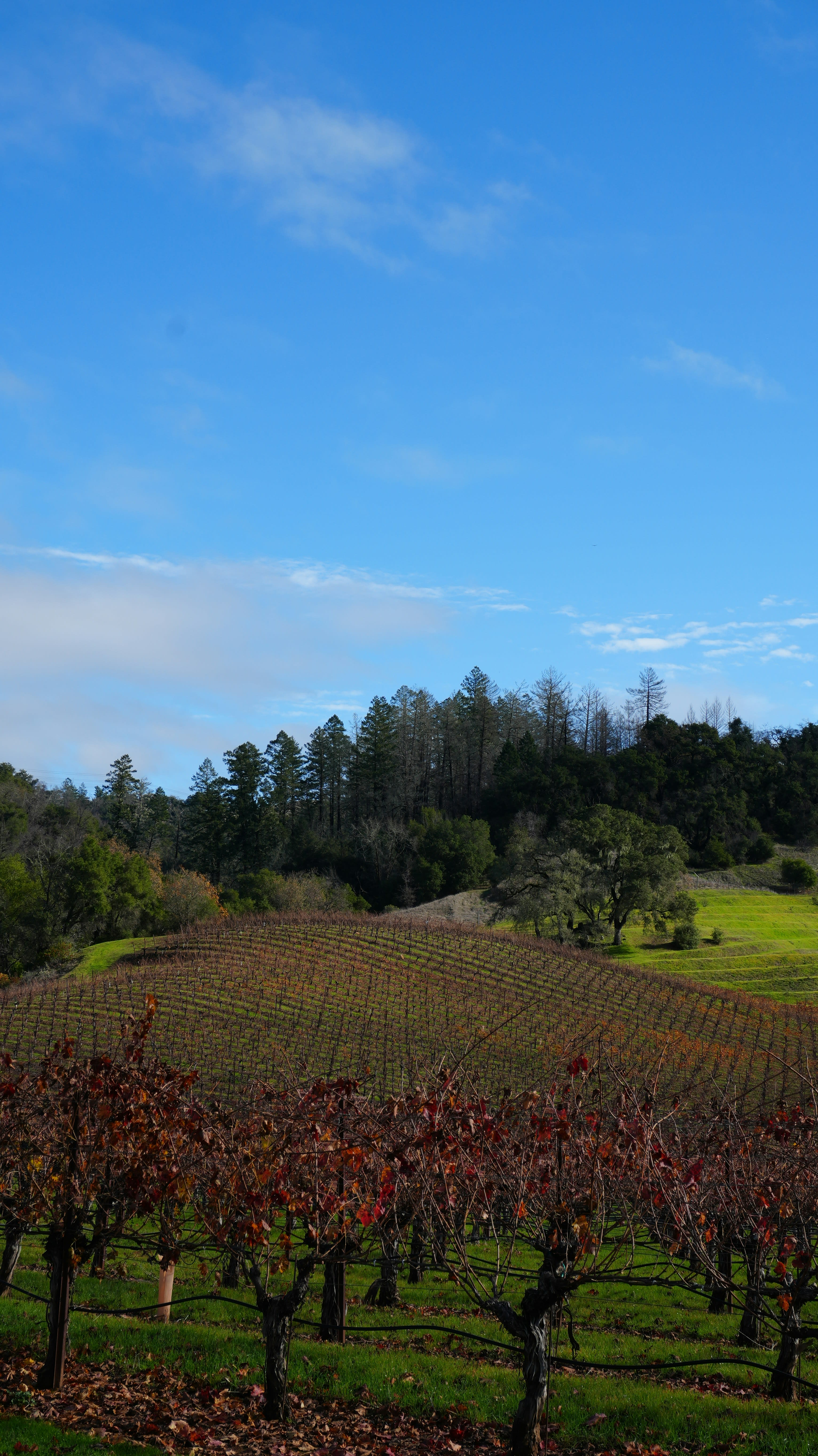 Advisor - A Family-Friendly Guide to Healdsburg