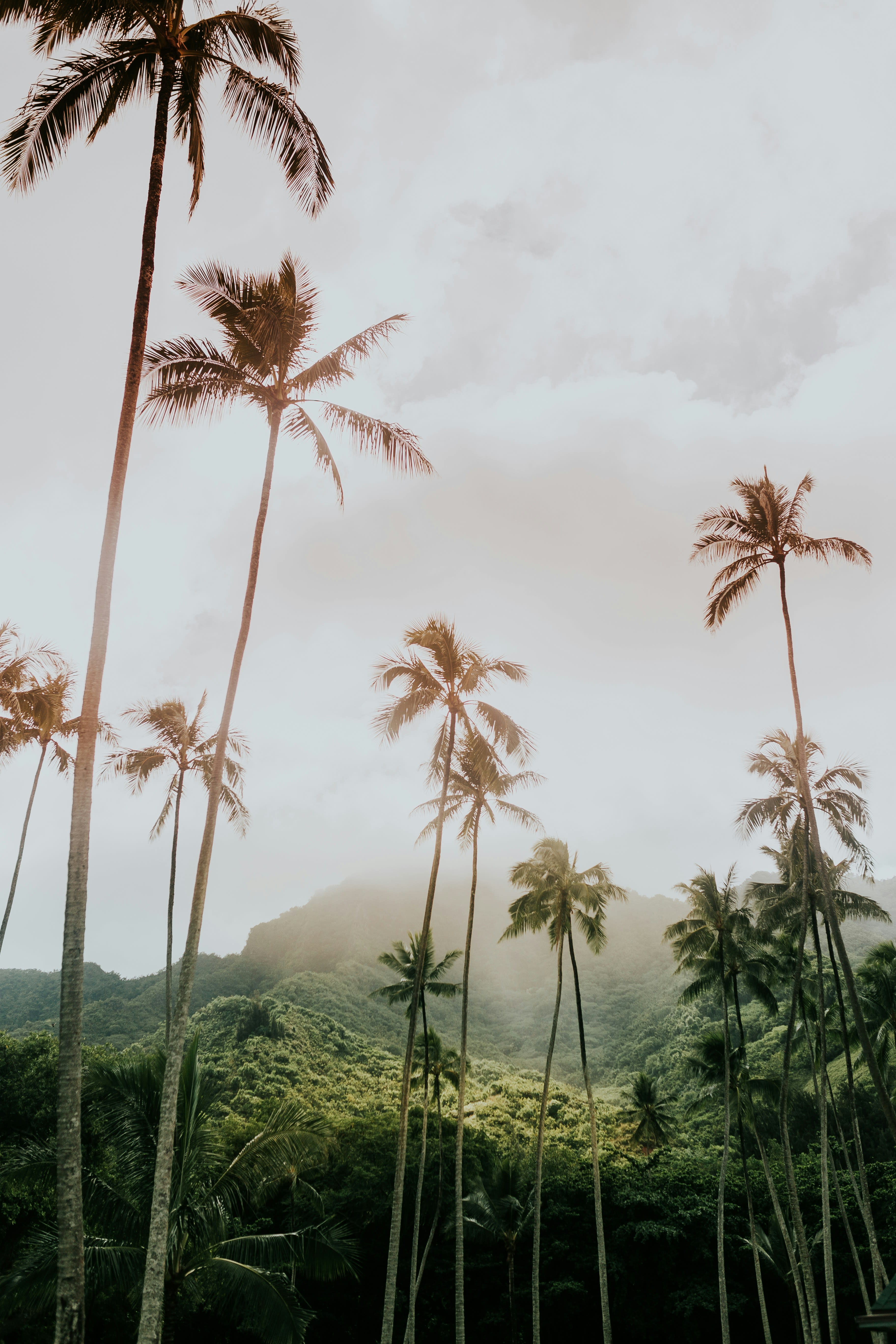 Advisor - Hawai'i's Best