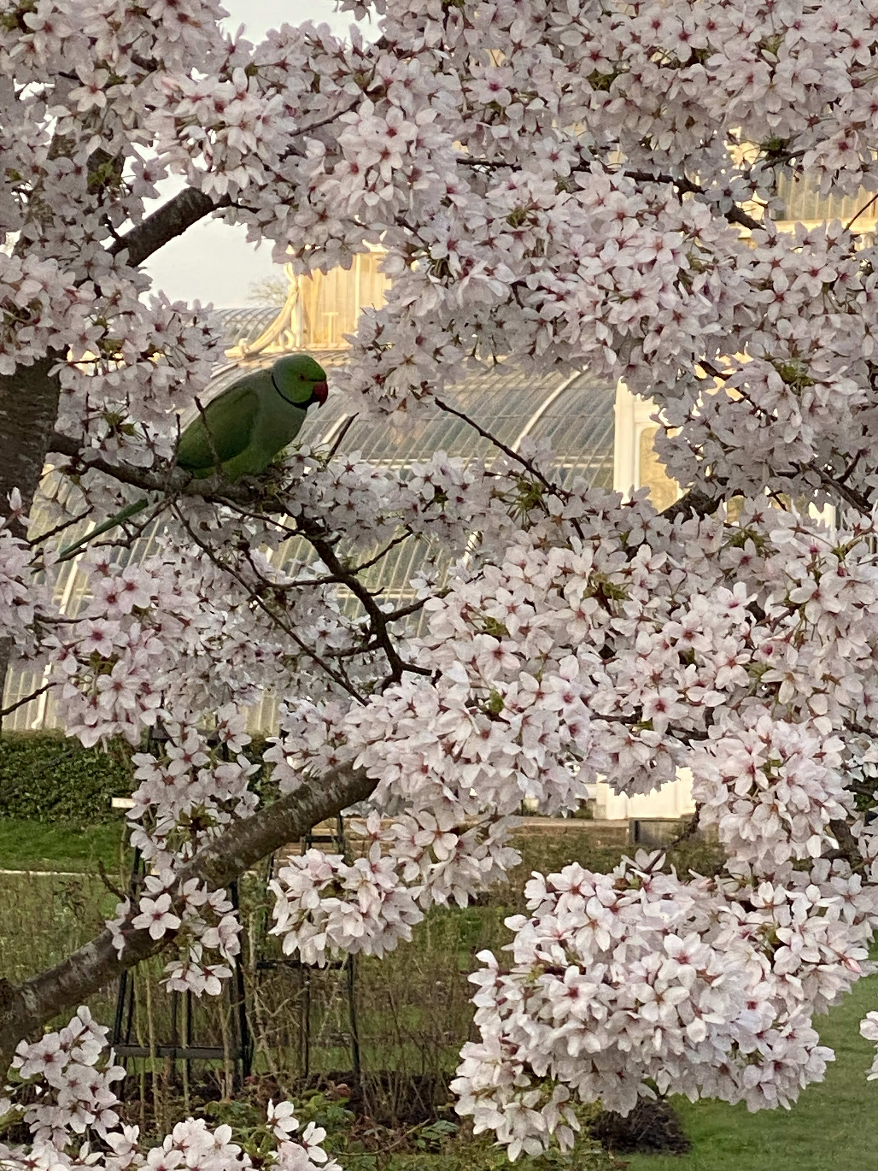 The Ultimate Guide to Kew Gardens, London