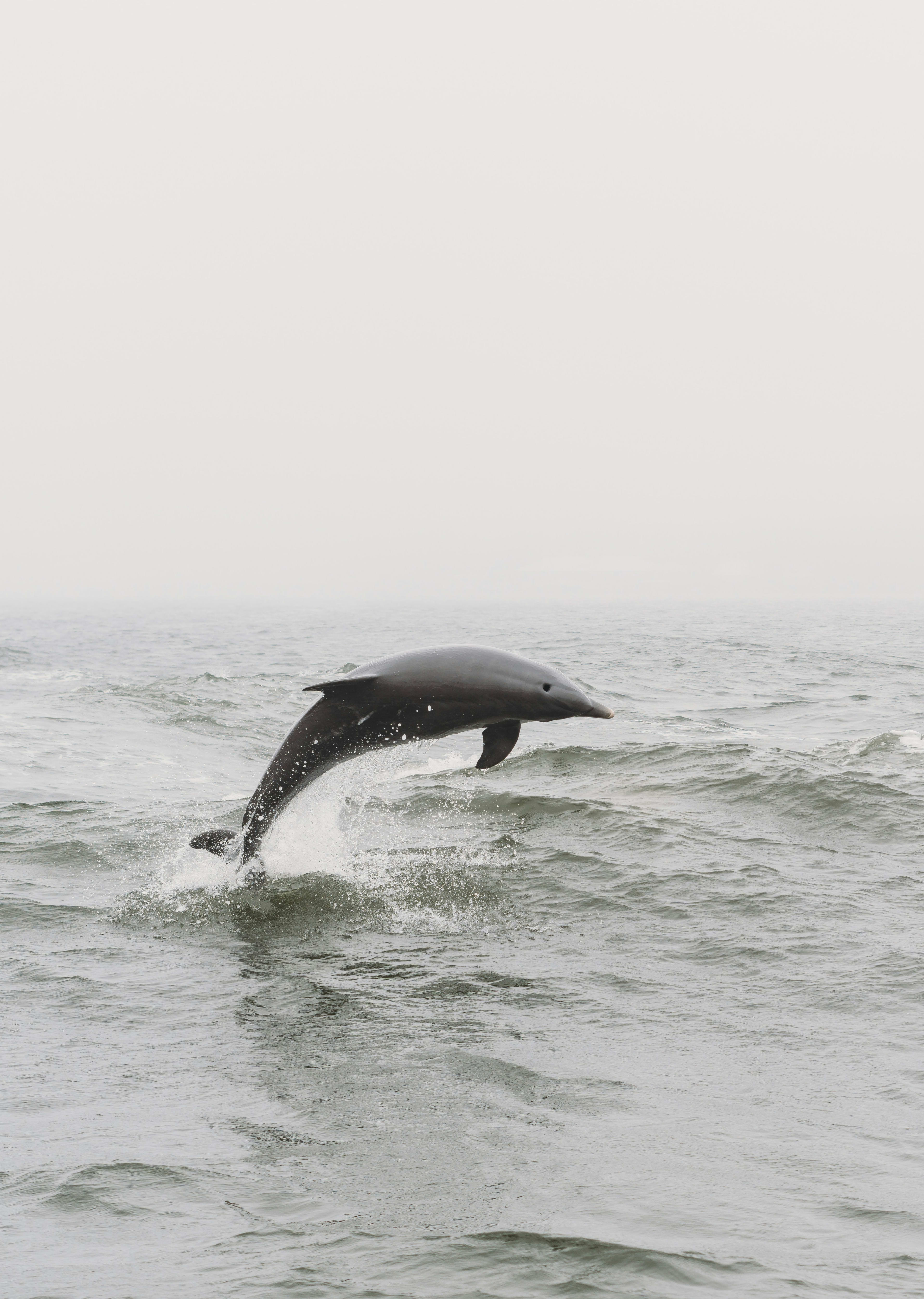 Advisor - Family Vacation Guide to Orange Beach, Alabama