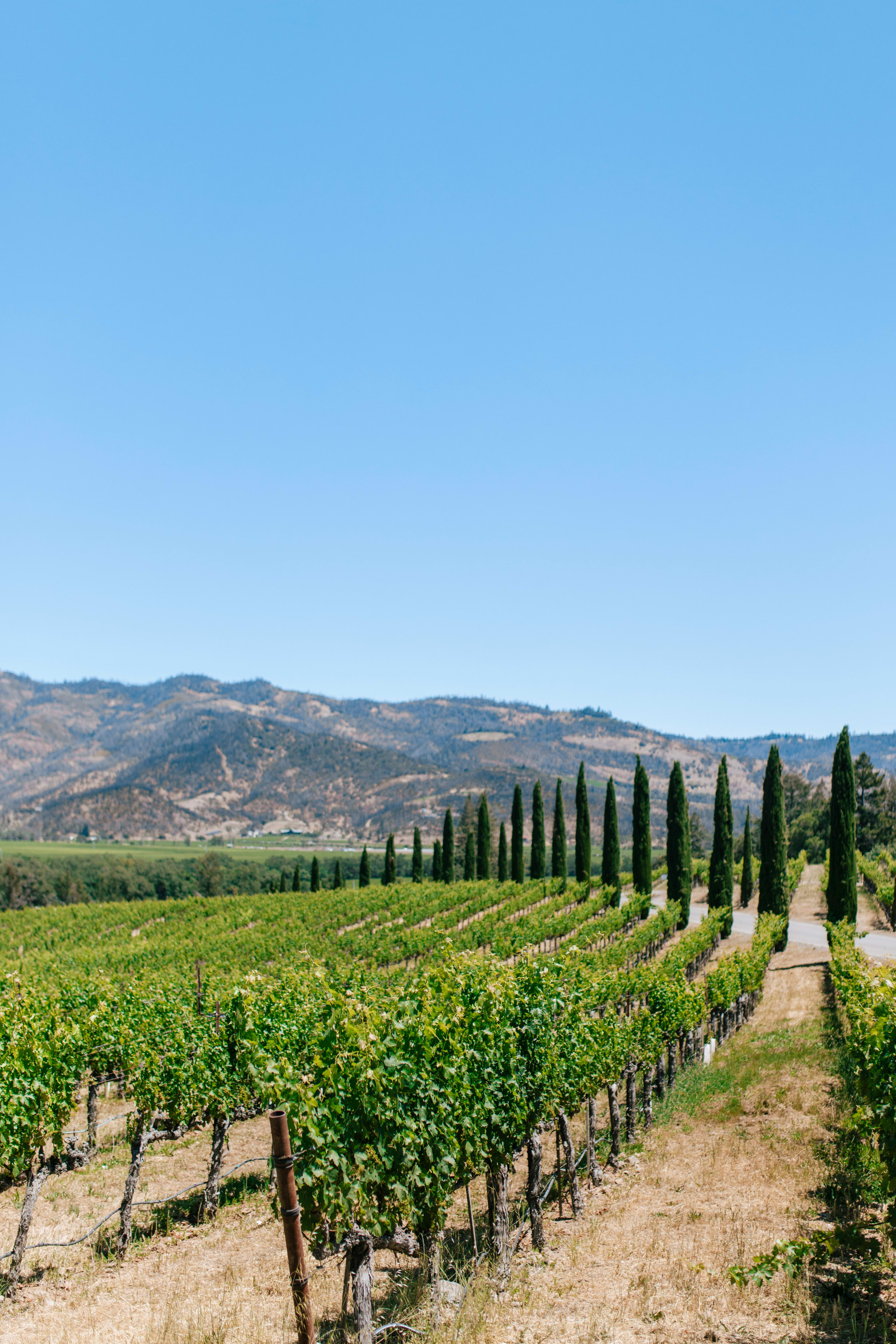 Advisor - A Curated Girls’ Getaway to Napa & Sonoma