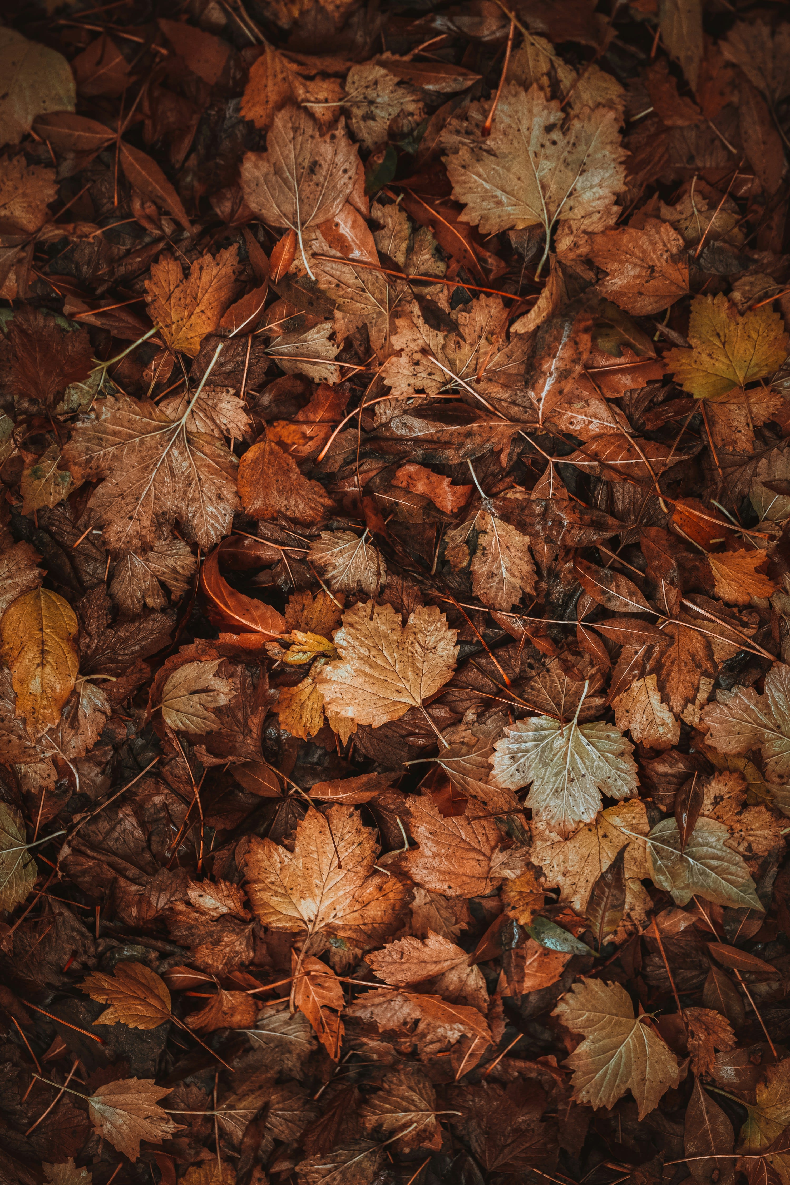 Advisor - Autumn Retreat: Saugatuck & Holland, Michigan