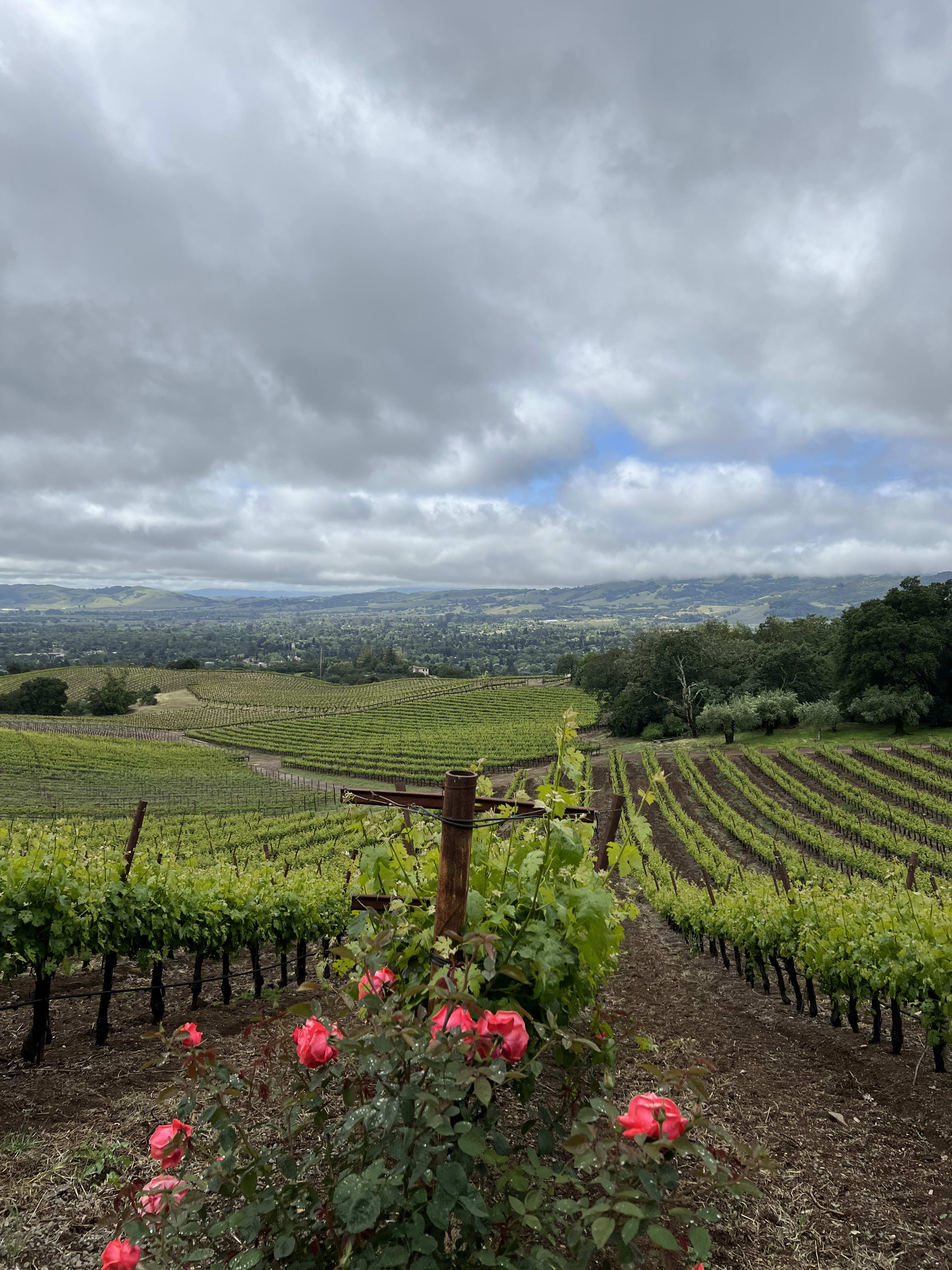Advisor - Wander Where the Wine Flows: Napa Edition