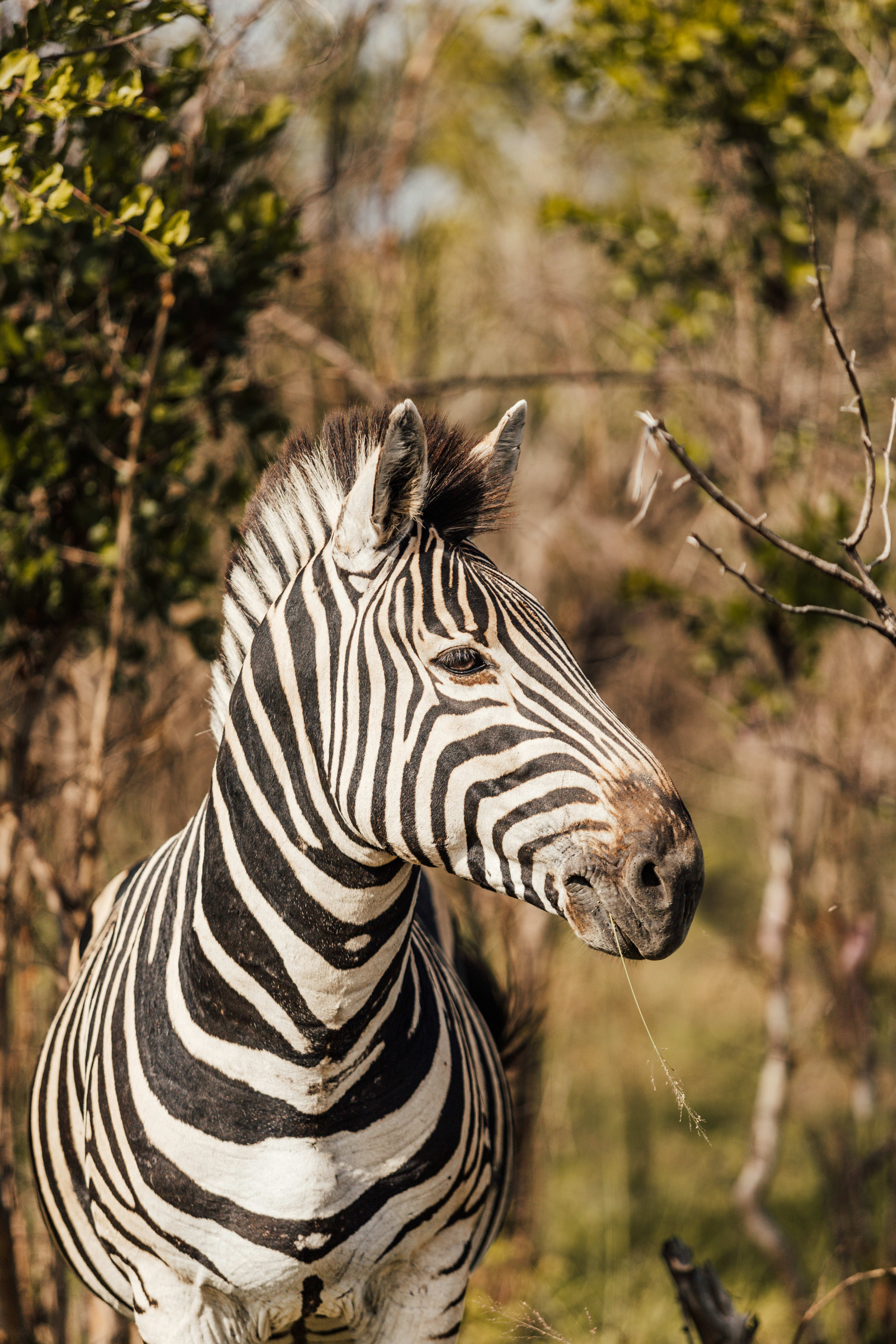 Advisor - The Soul of the Savannah: An Intentional Guide to Luxury Safari