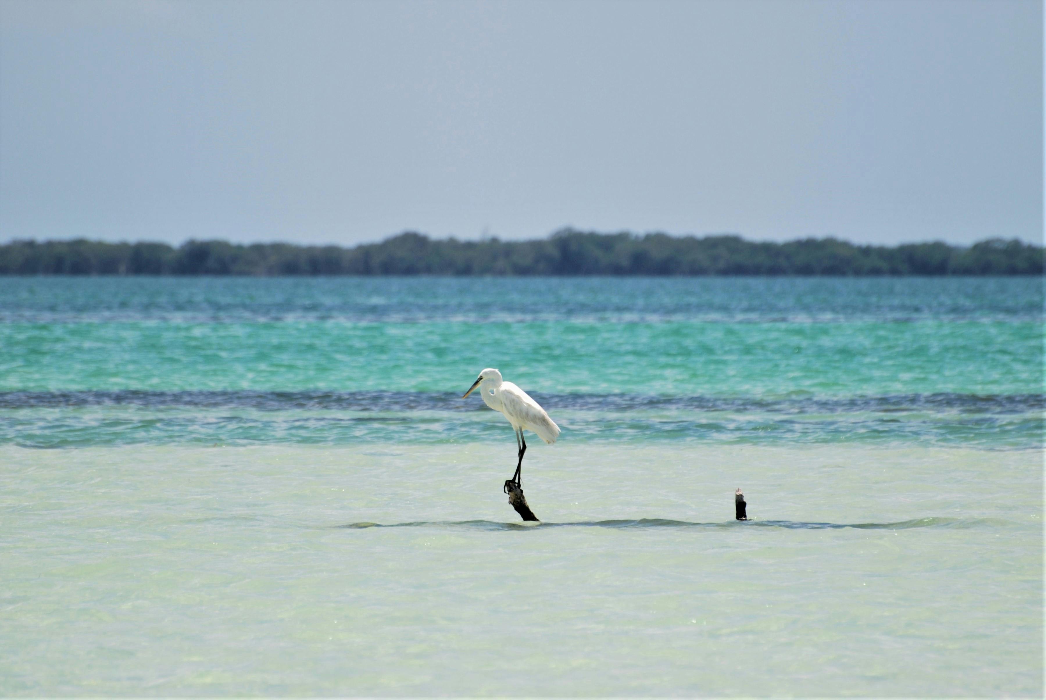 Advisor - Holbox Honeymoon Itinerary: Whale Shark Season 2026