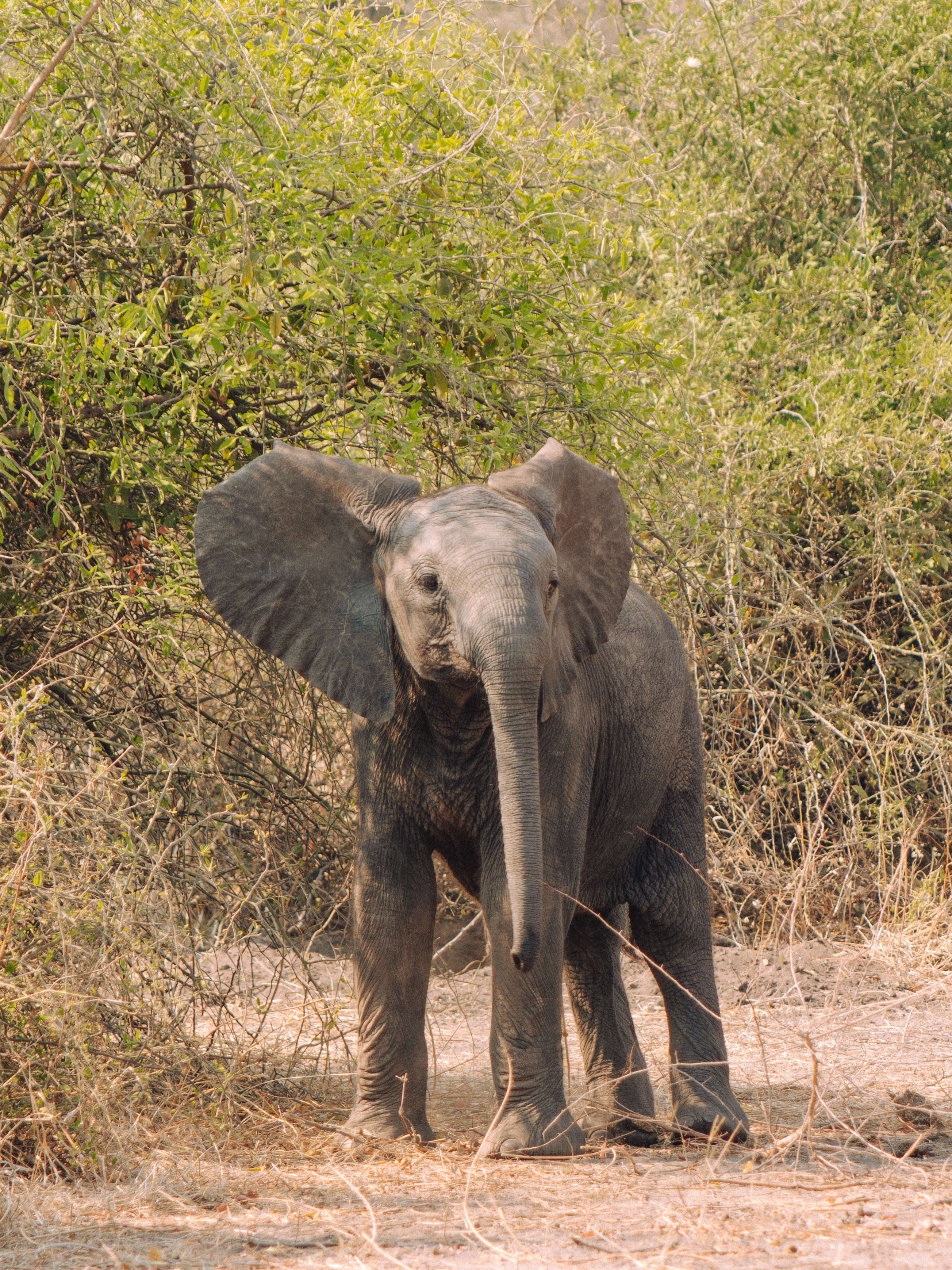 Disconnected to Reconnect: andBeyond's Chobe Under Canvas
