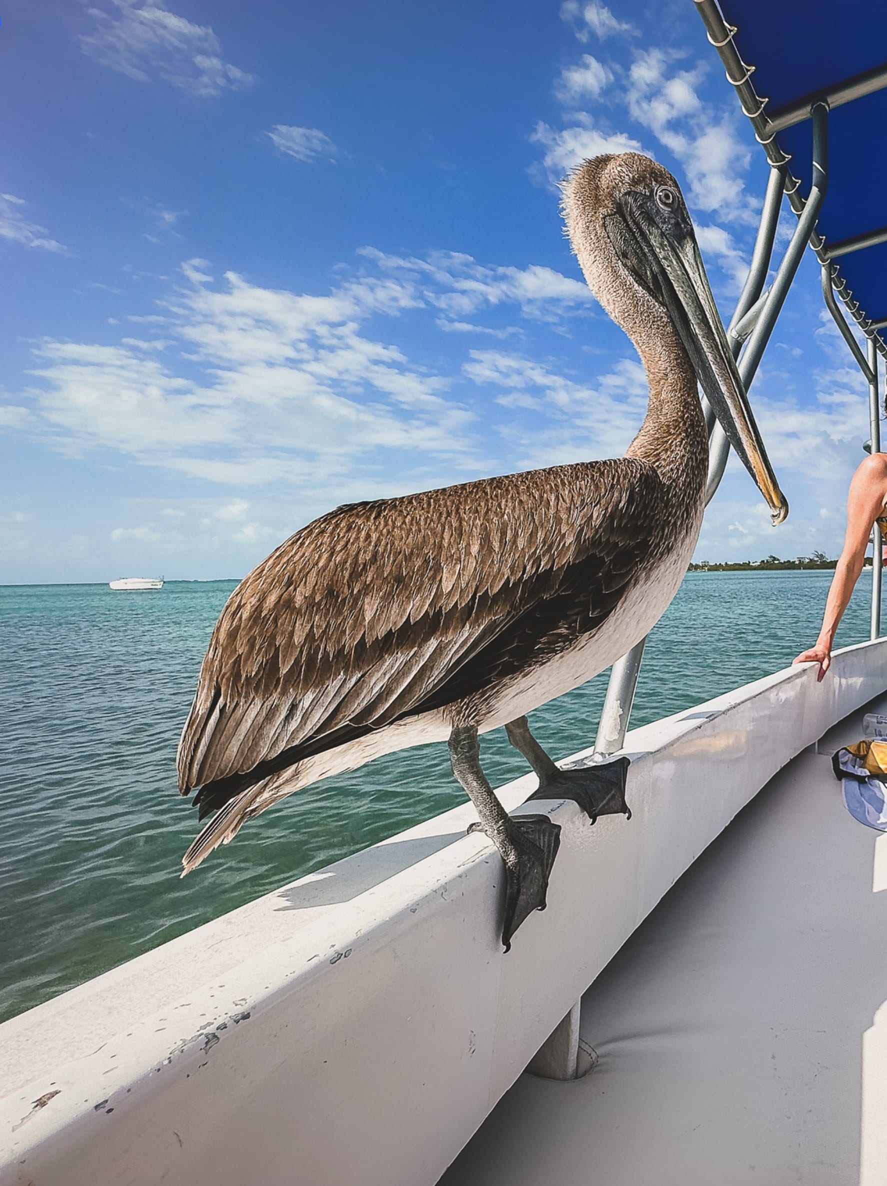 Advisor - Exploring Belize: From Jungle Caves to Caribbean Cayes