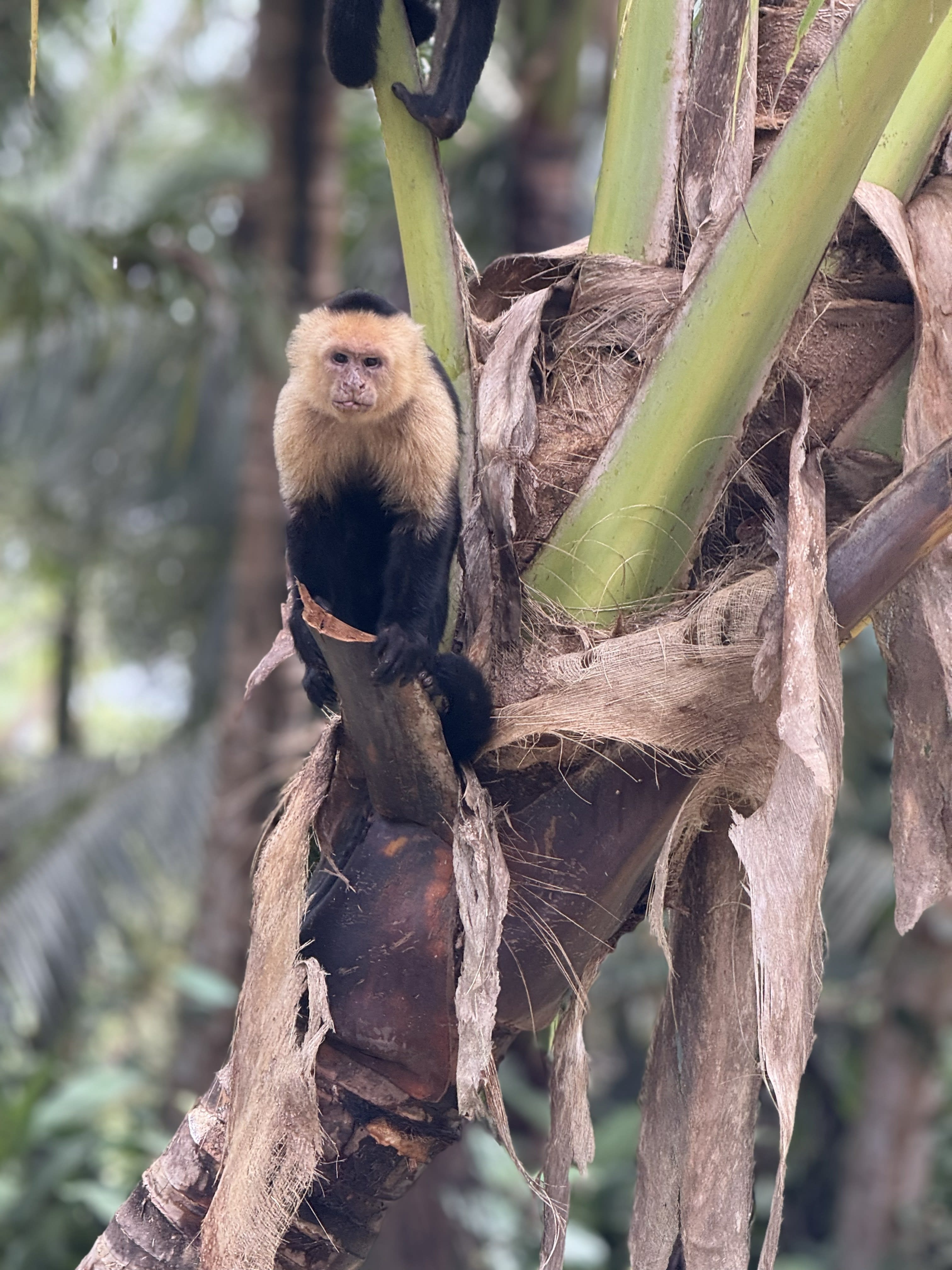 Advisor - Sloths, Surf & Sunsets: A Costa Rica Guide