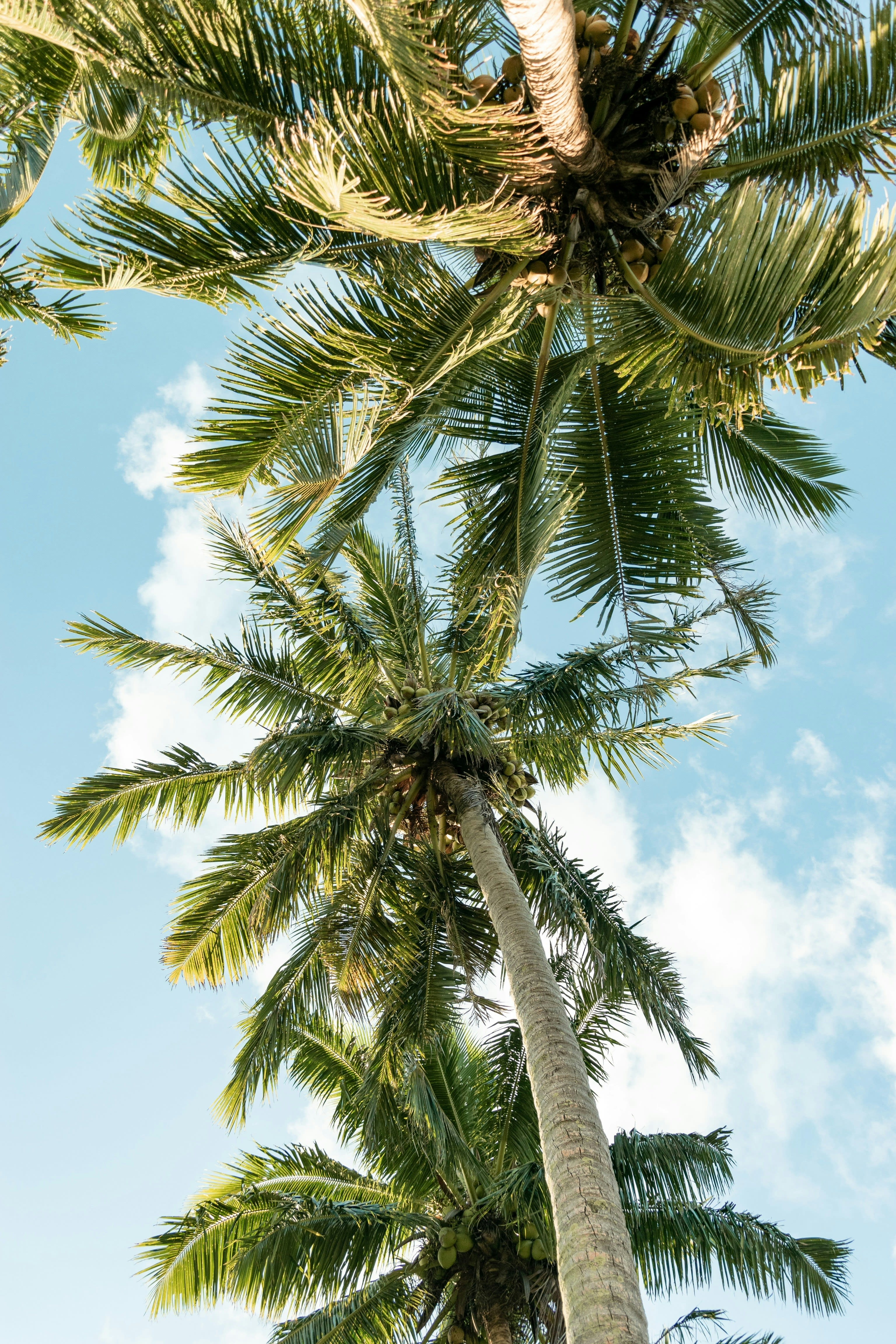 Rarotonga Revealed: The South Pacific’s Best-Kept Secret
