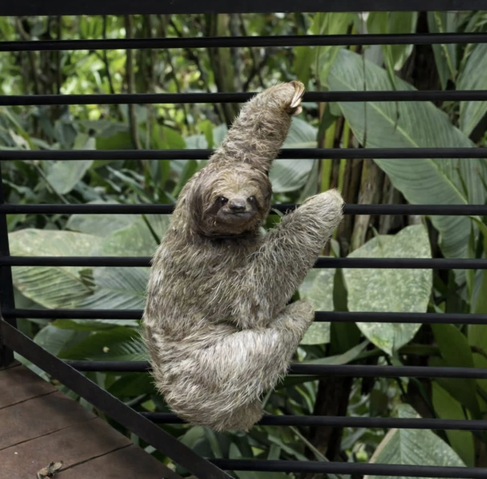 It’s Okay To Be a Sloth: Traveling to Costa Rica With Invisible Illness