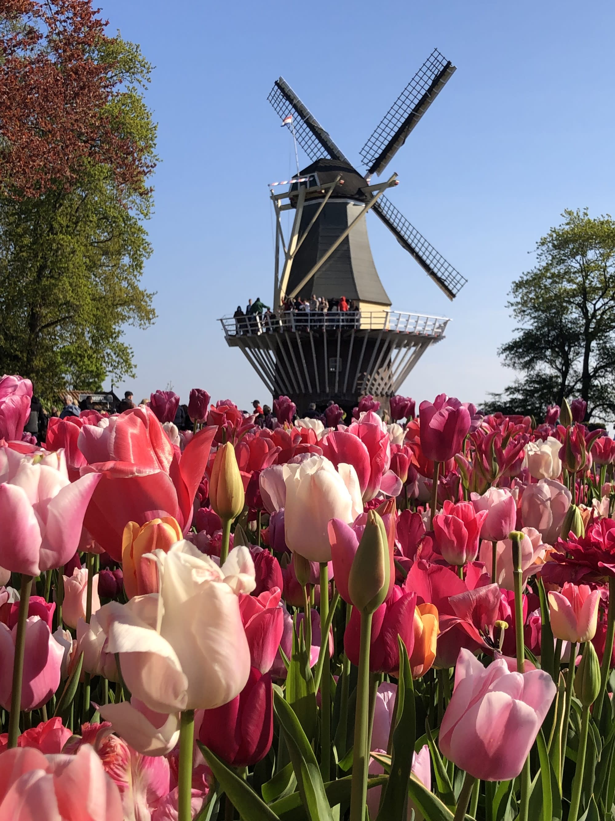A vibrant field of pink and red tulips with a traditional windmill in the background under a clear blue sky.