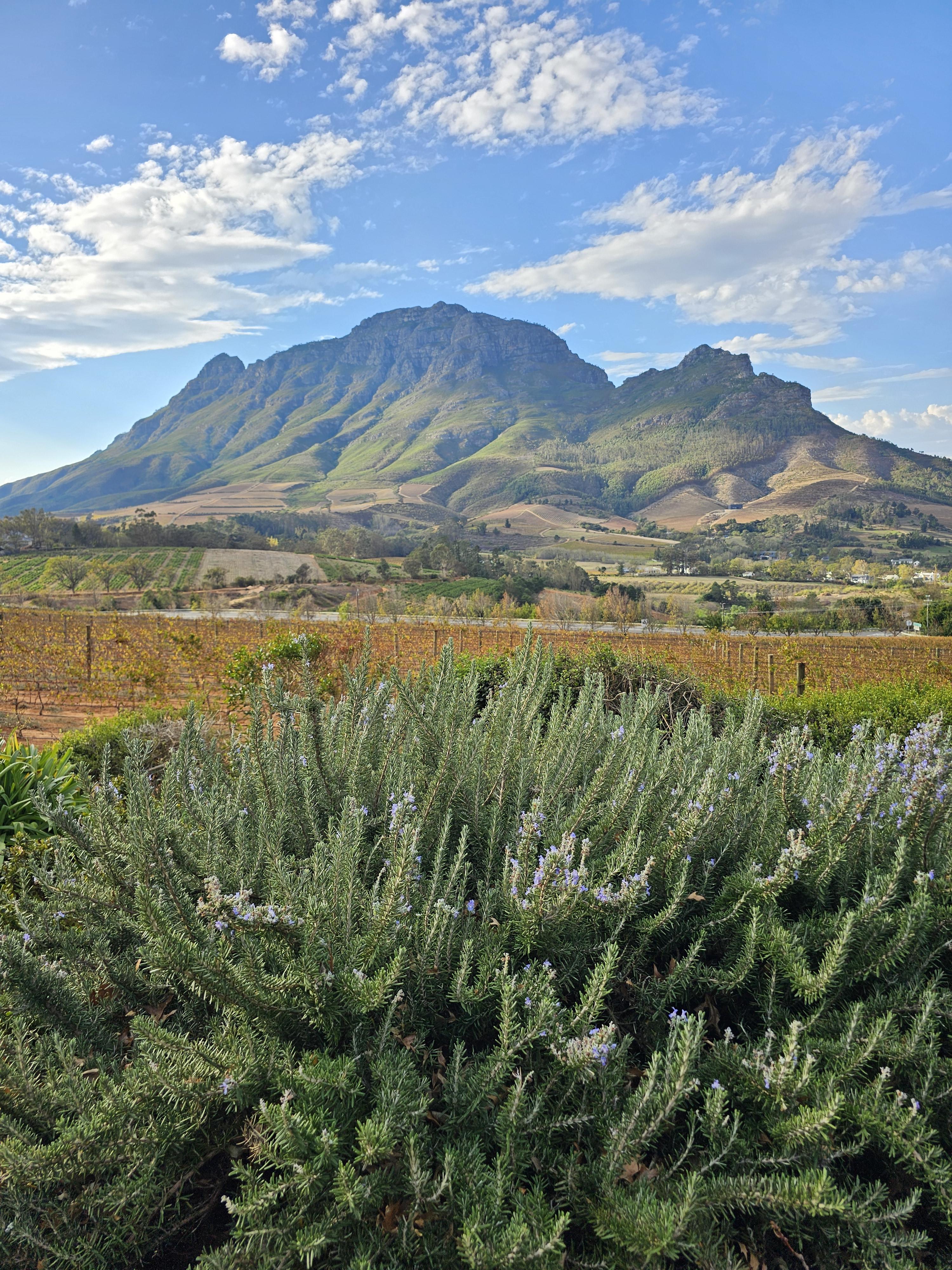 A picturesque view of a mountain with greenery in the foreground.