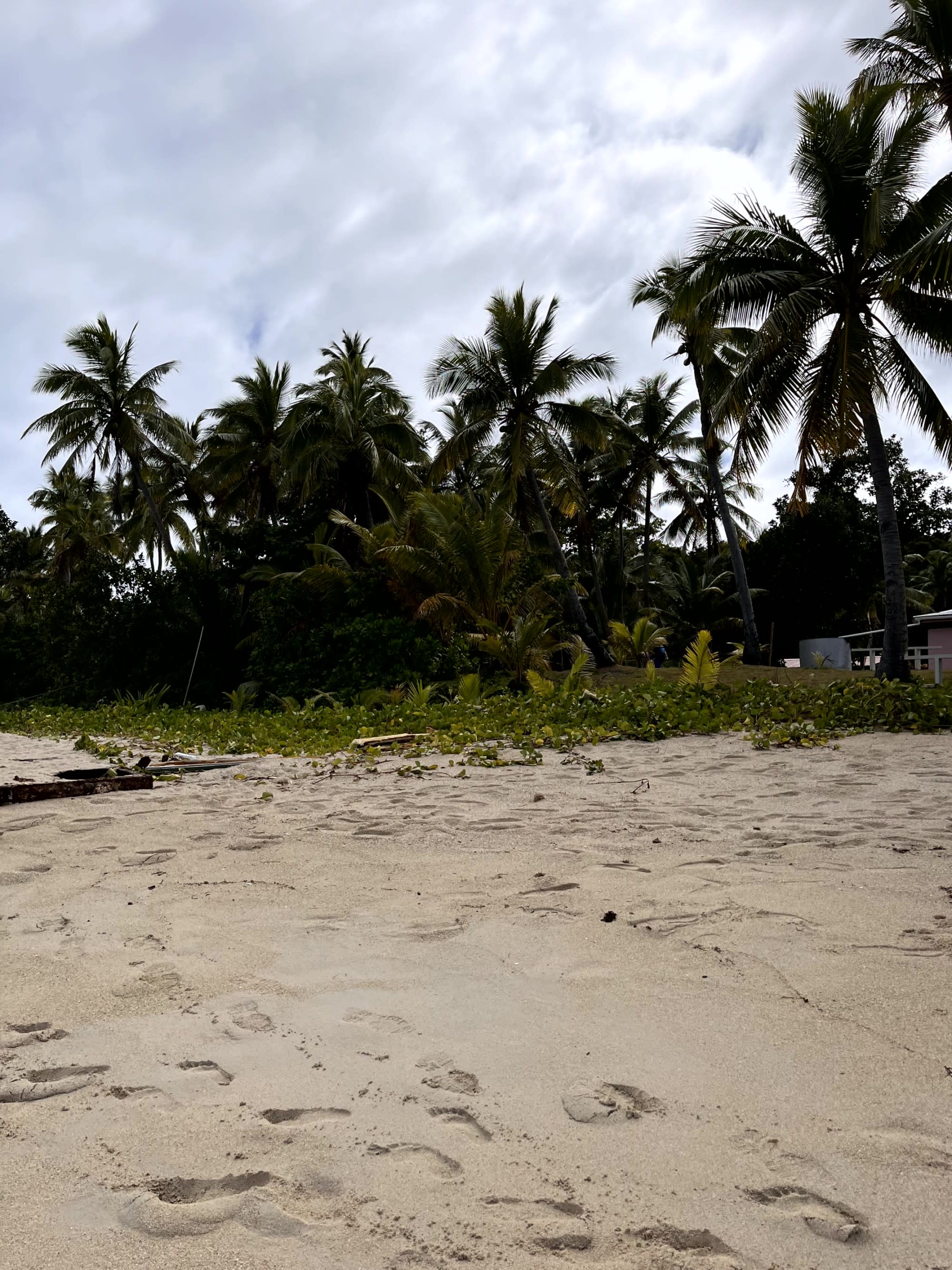 View of a sand beach with palm trees.