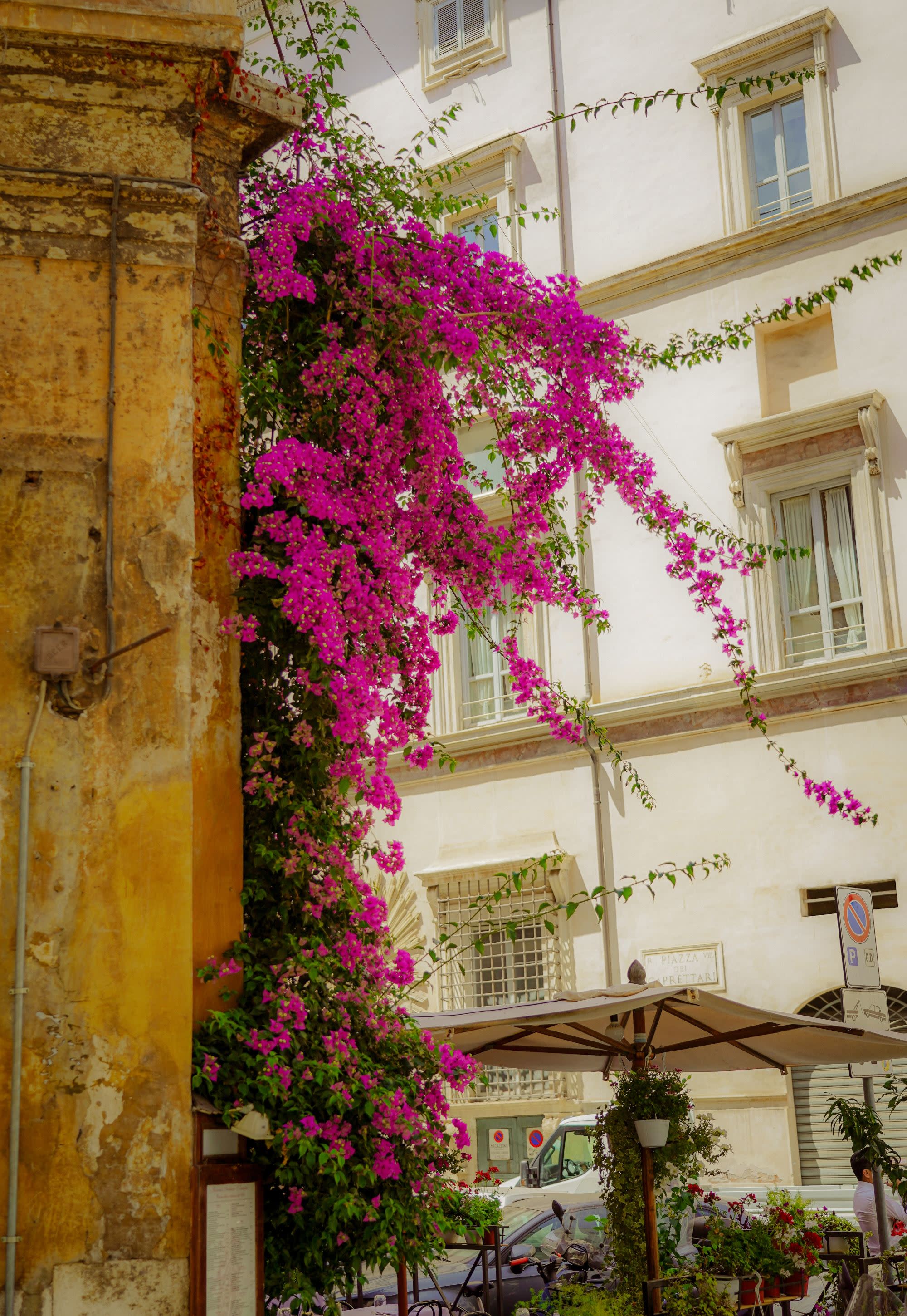 Purple flowers growing on the side of the building.