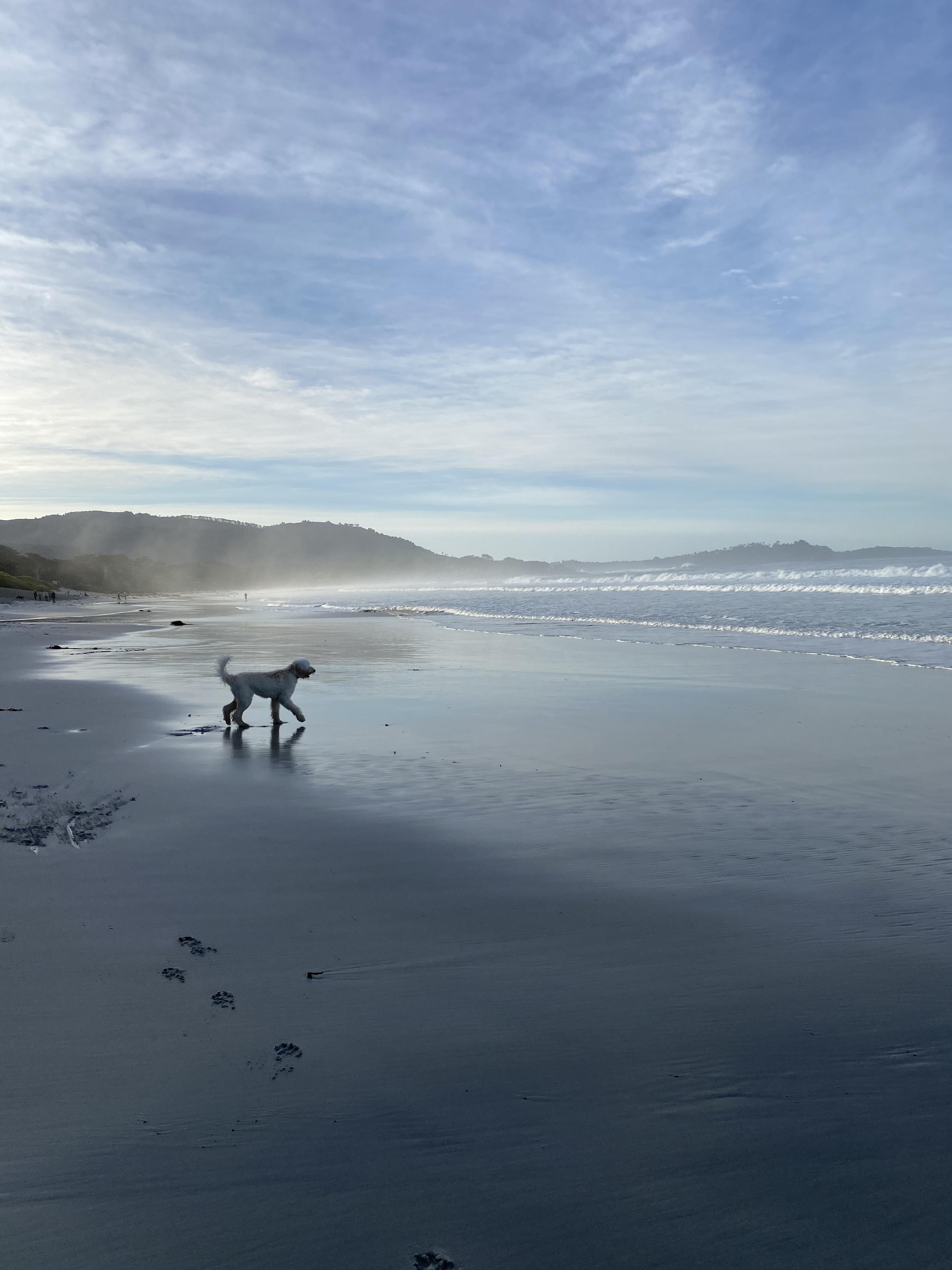 dog on a beach at sunset