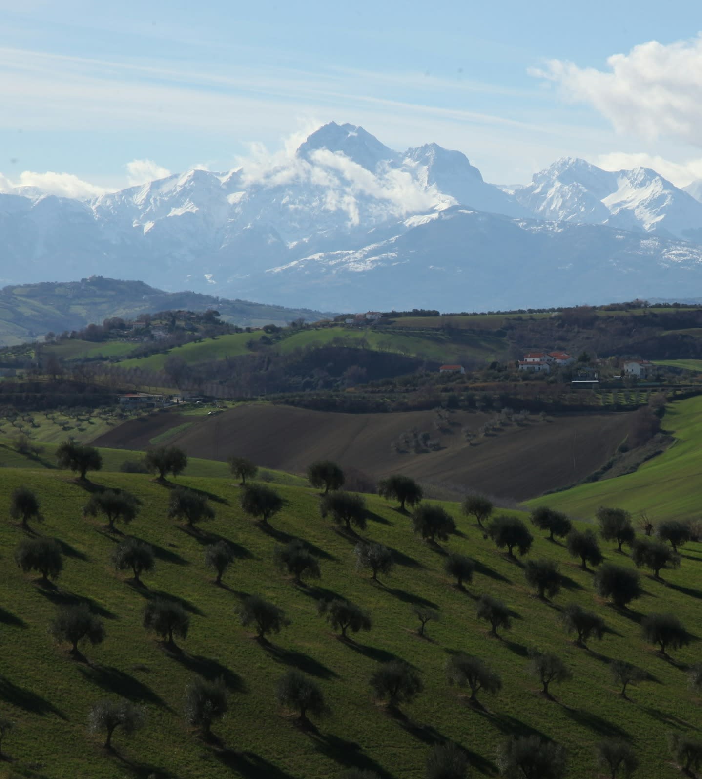 Fields with olive trees in Abruzzo, Italy.