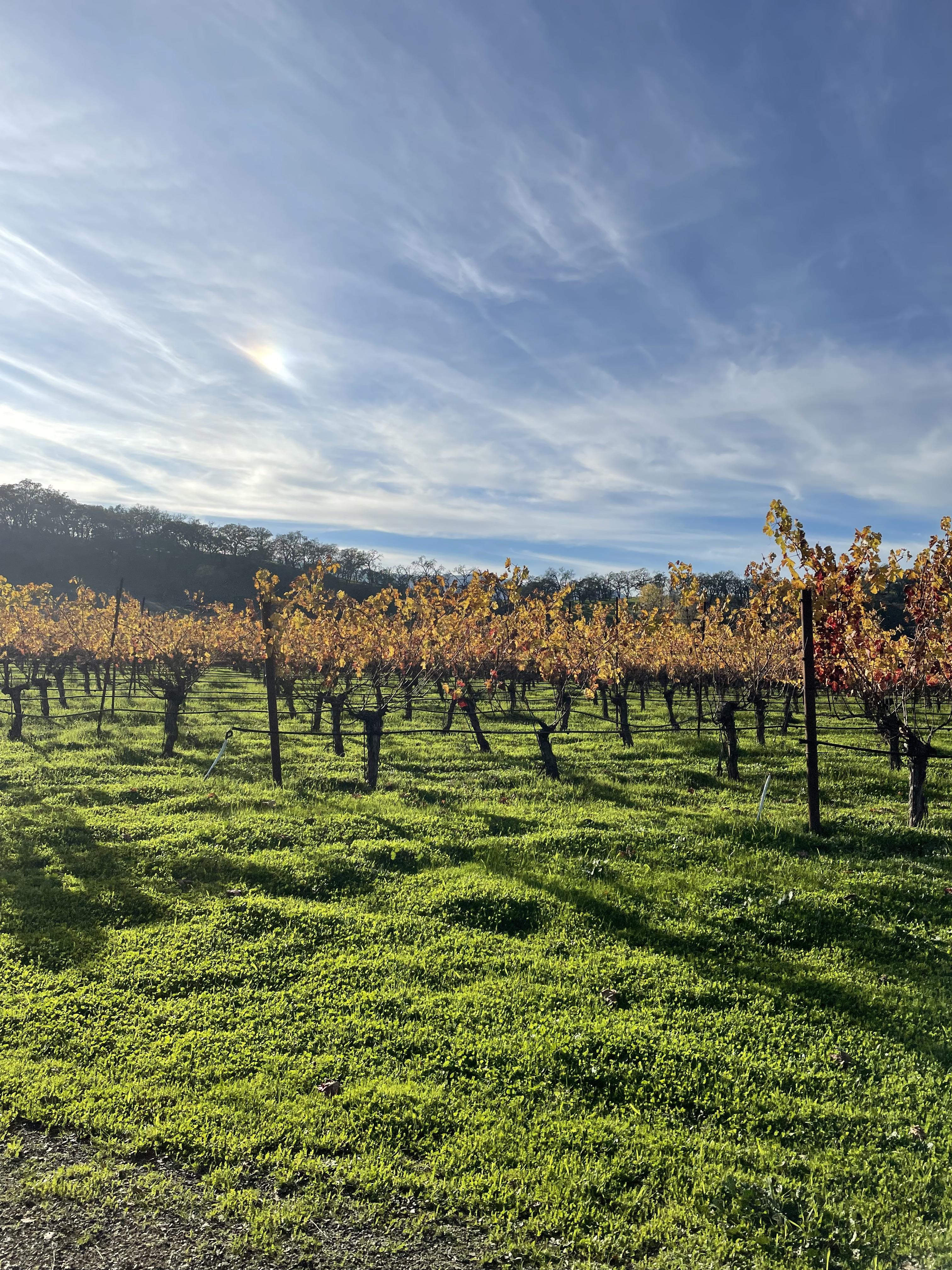 Vineyard picture