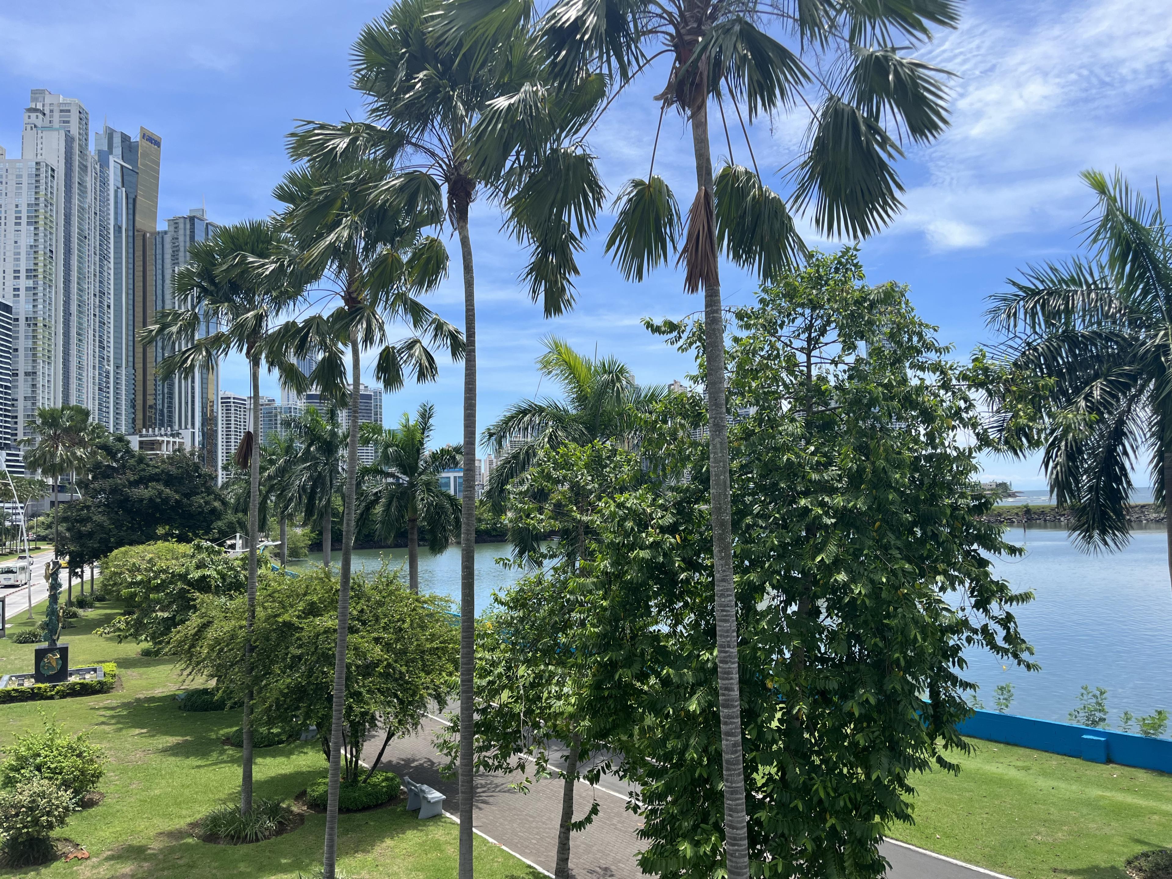 green panama trees