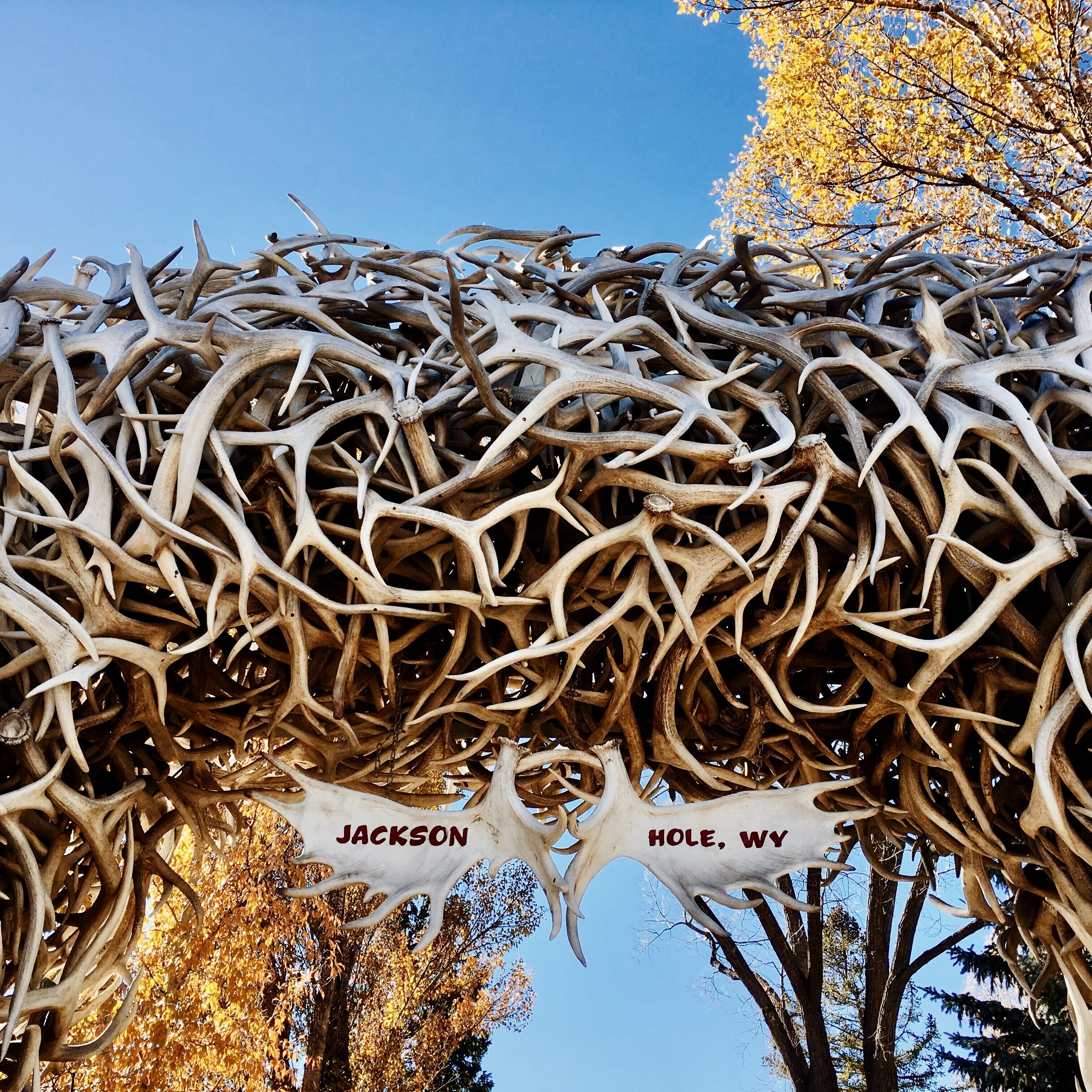 A picture of Antler arbor