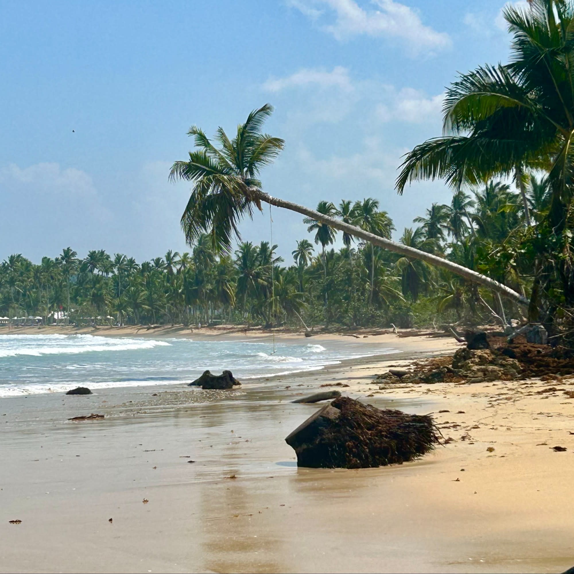 A beach with a palm tree extending over a rock and near the water.