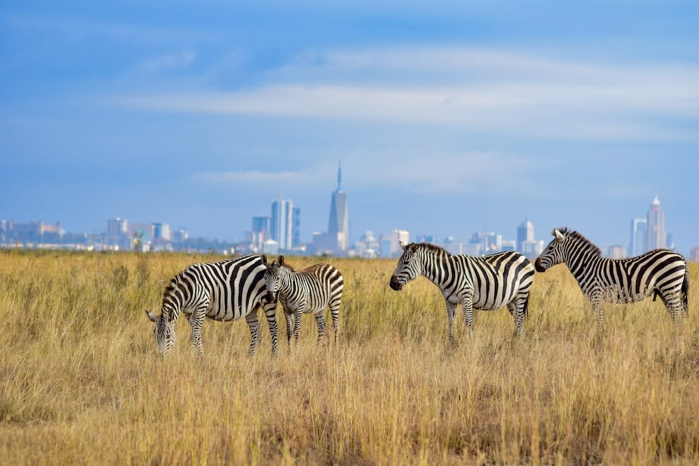 Zebras in the Safari