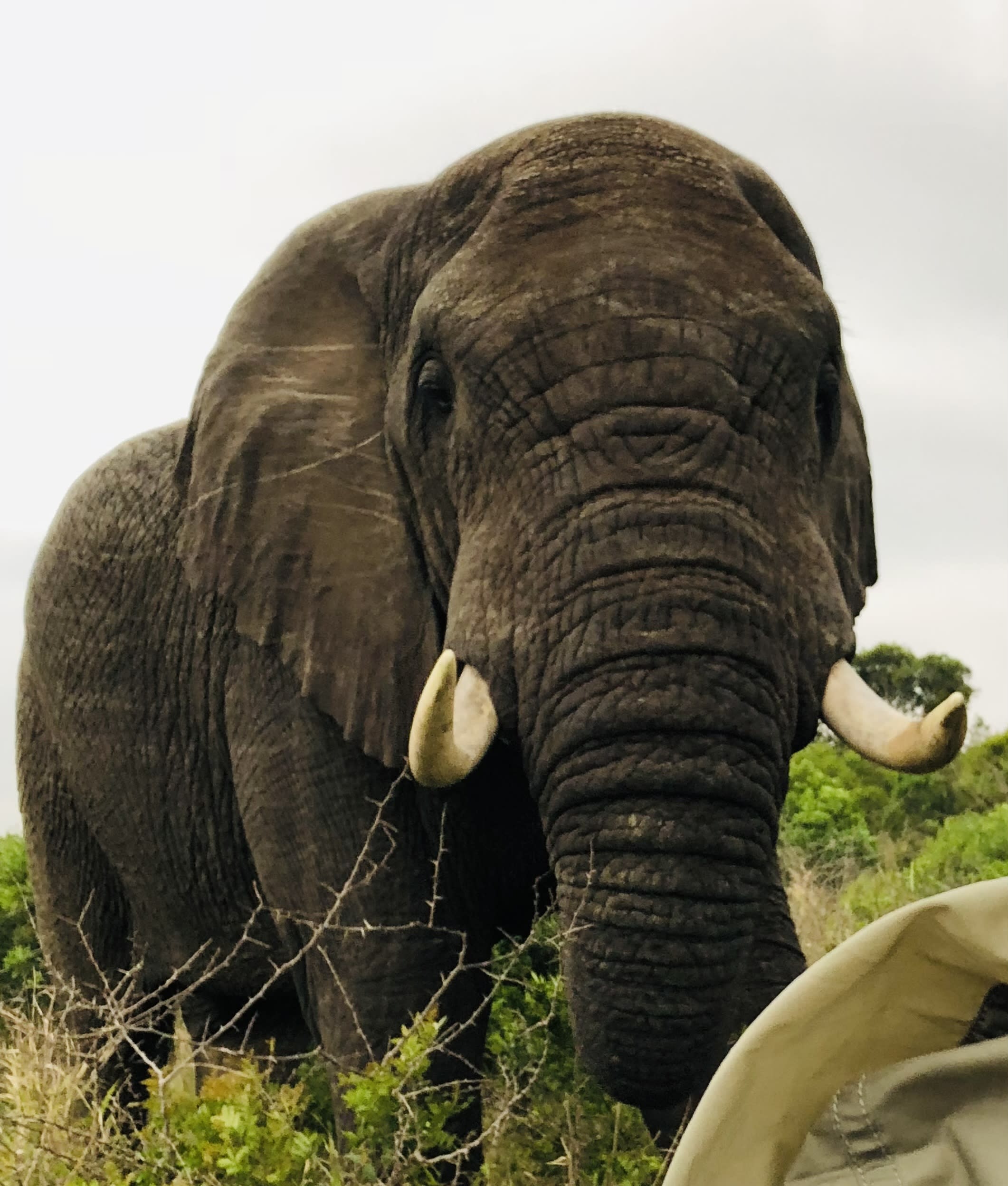 A close-up photo of an Elephant