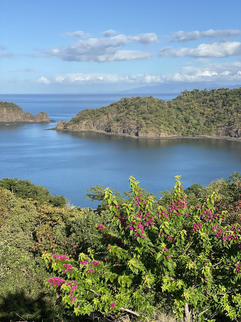 Green and pink plants with water and a rock outcroppings in the background