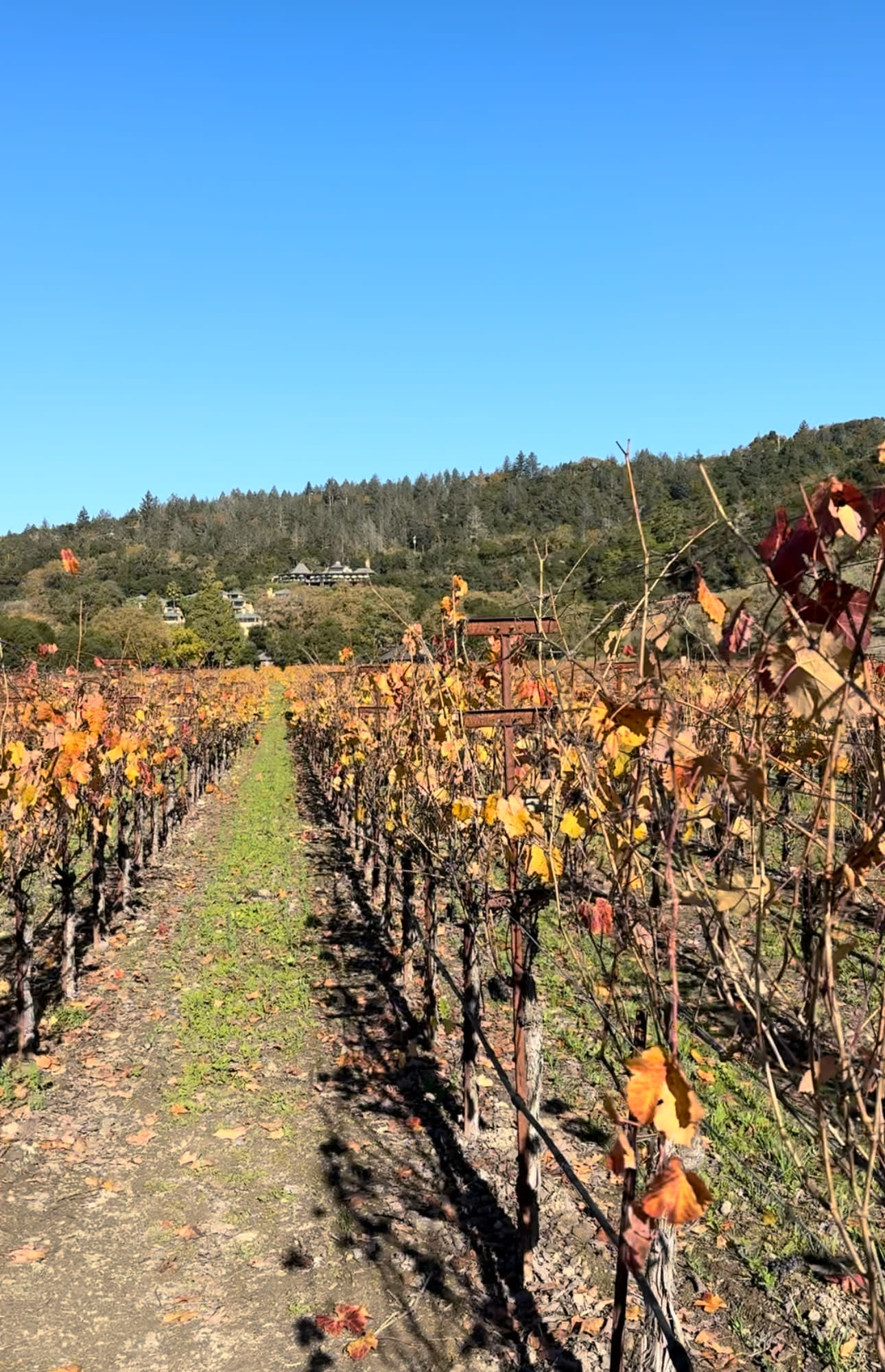 Rutherford Winery vineyards