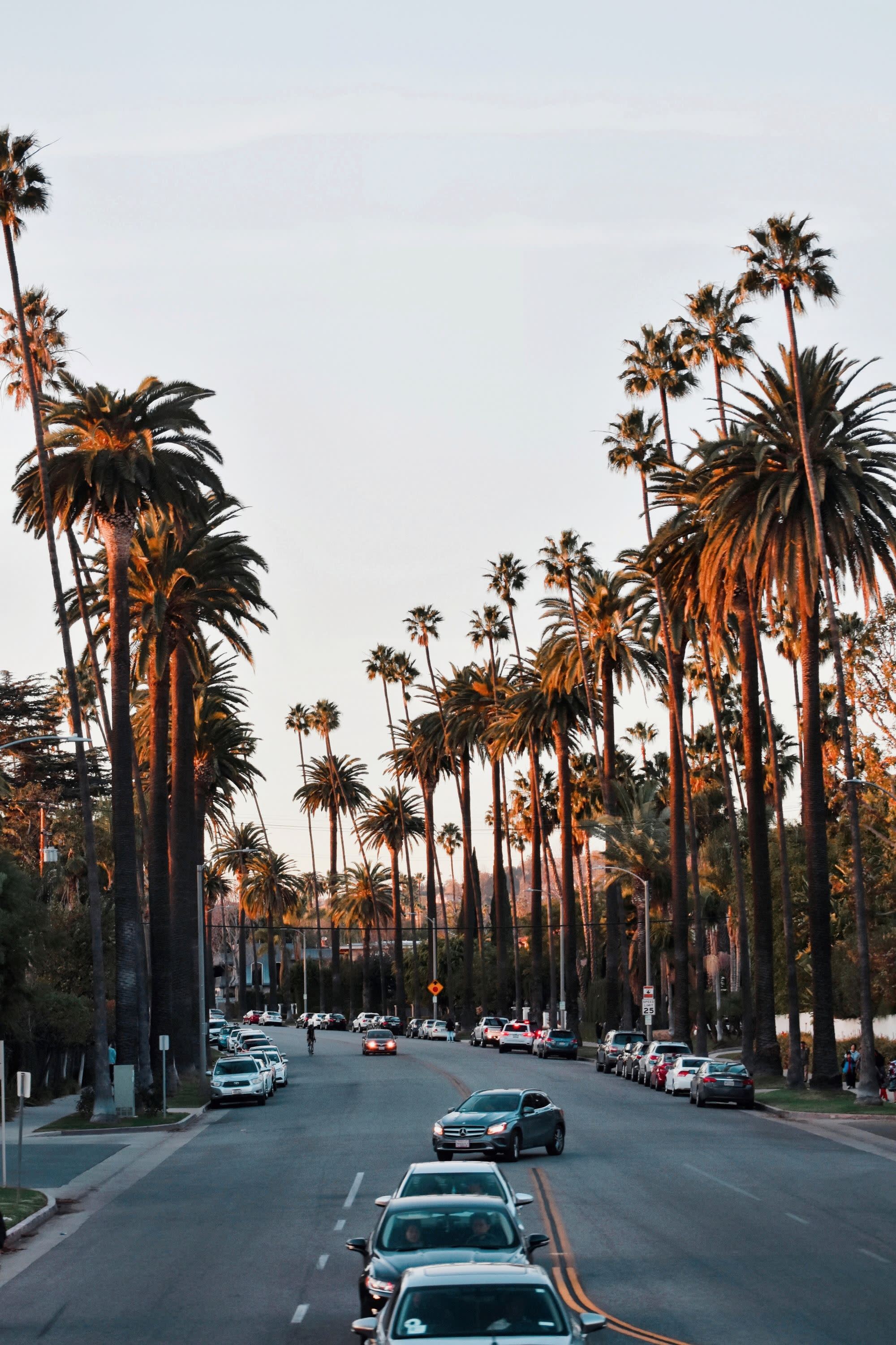 Cars on a road between palm trees.