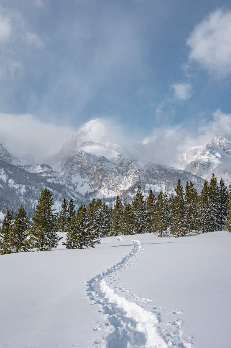 A snowy trail leading to a forest of pine trees with a snowy mountain in the distance and clouds hanging over the peaks.
