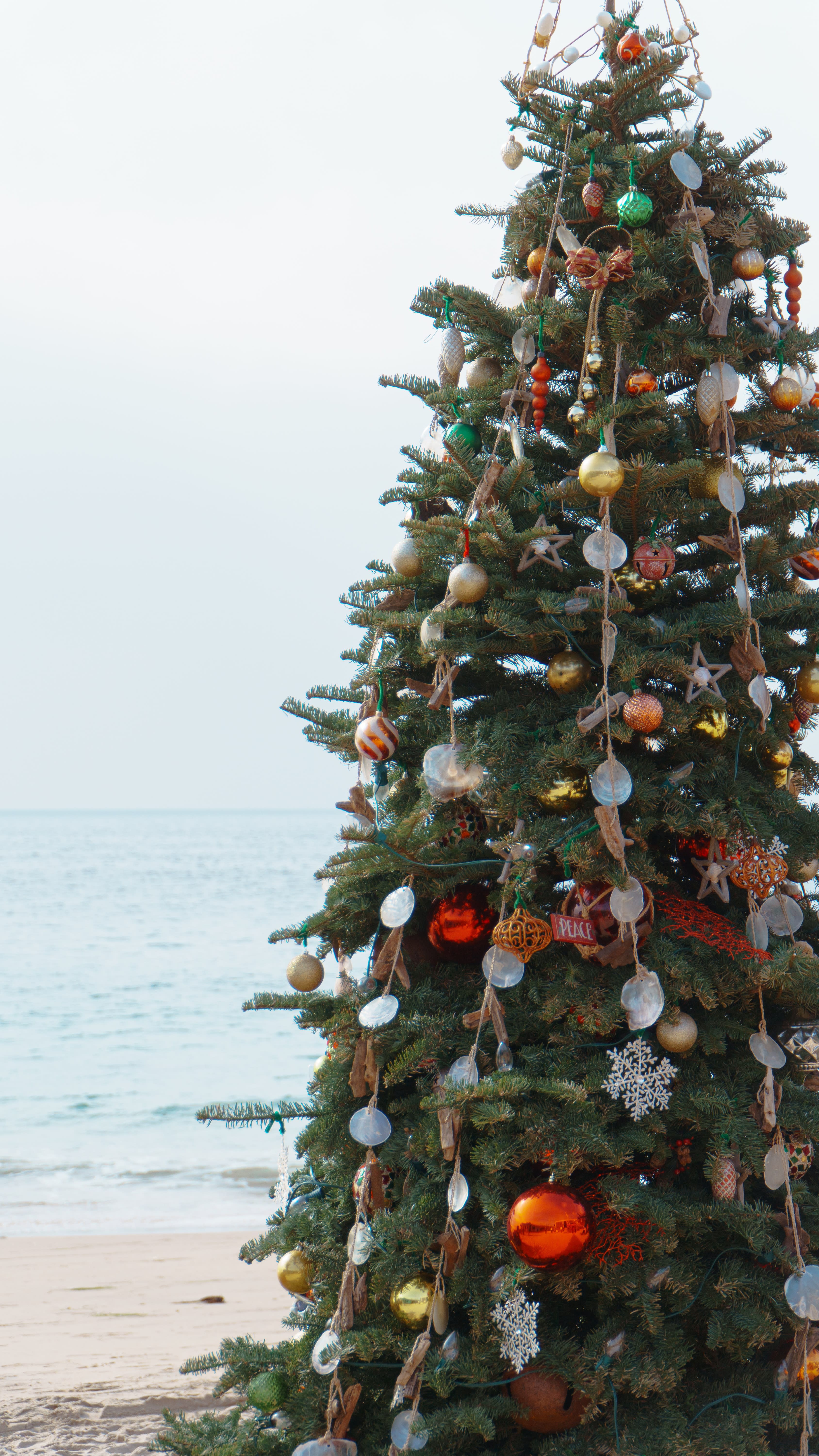 A chritsmas tree photos