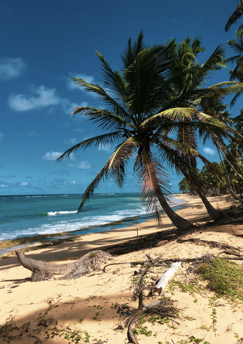 A view of palm trees hanging over the sandy and rocky beach near the ocean.