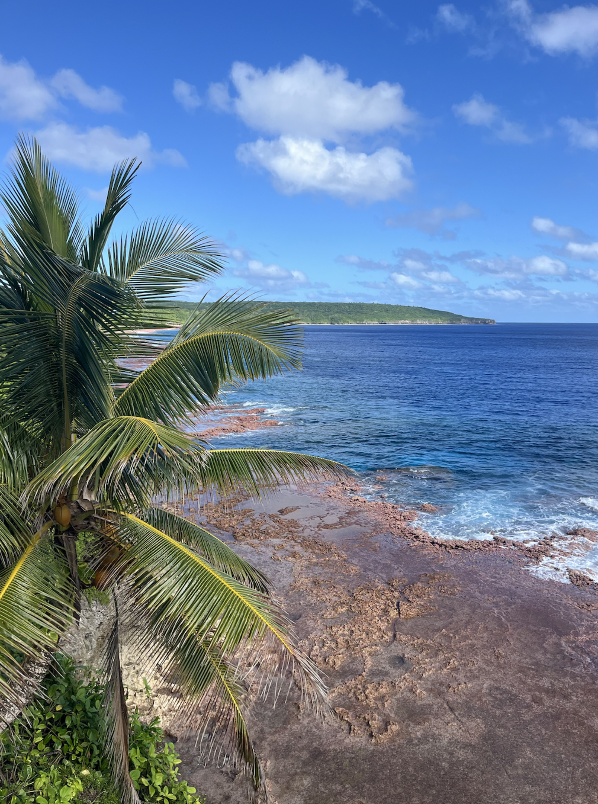 The image shows a coastal landscape with a palm tree in the foreground, a sandy beach with calm waves and a clear blue sky above.