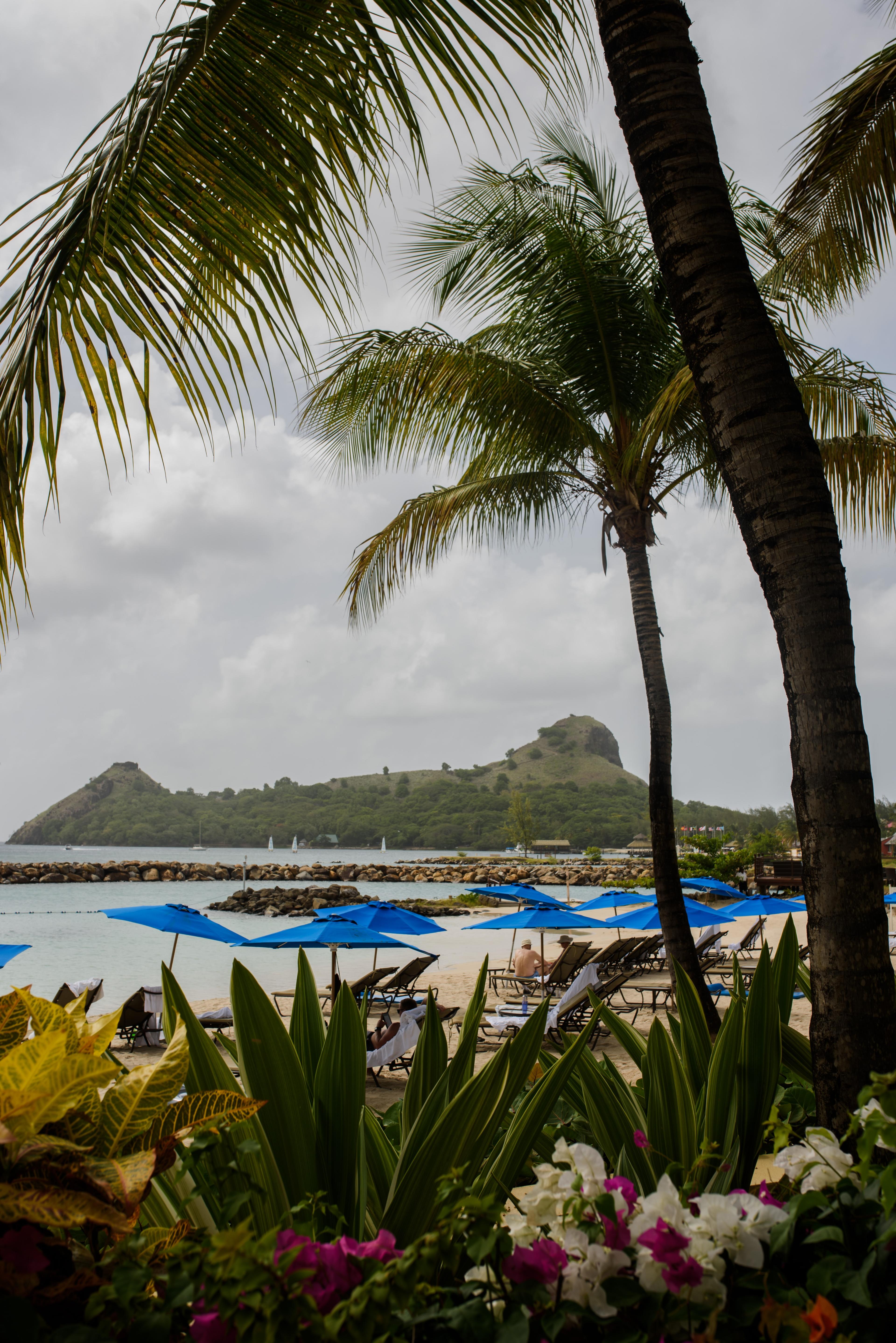 Palm trees on the beach