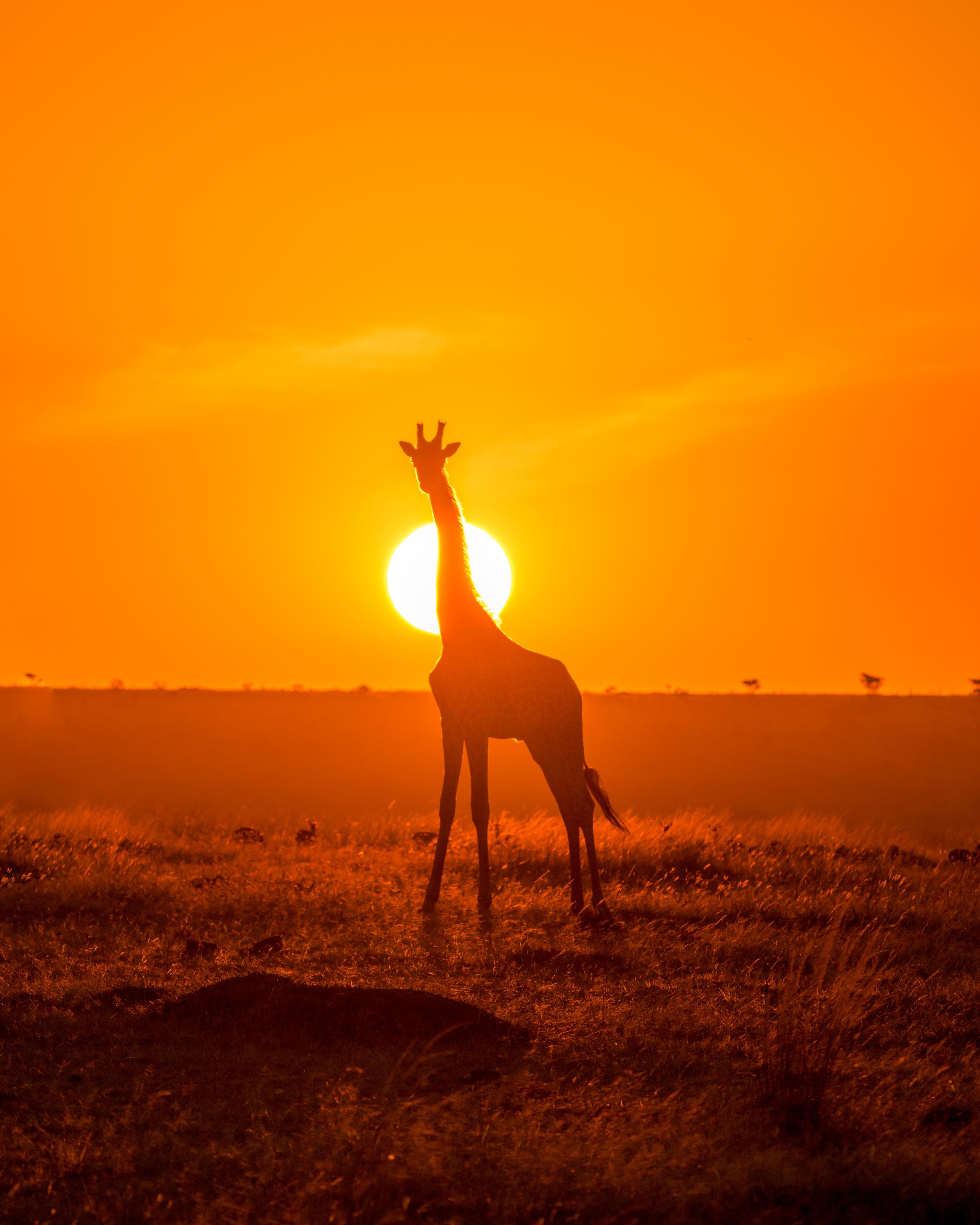 A giraffe standing in Safari park during sunset.